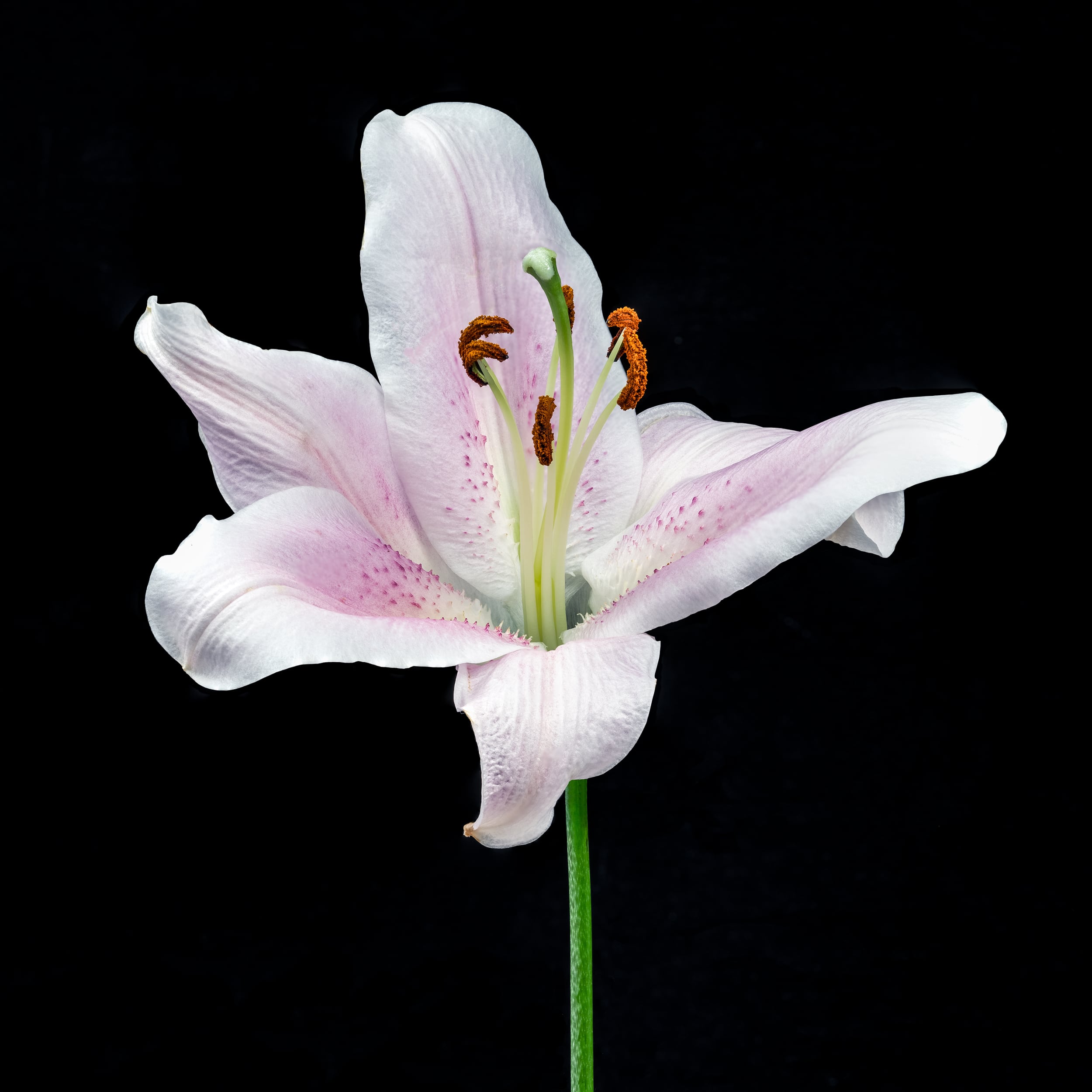 Portfolio Image