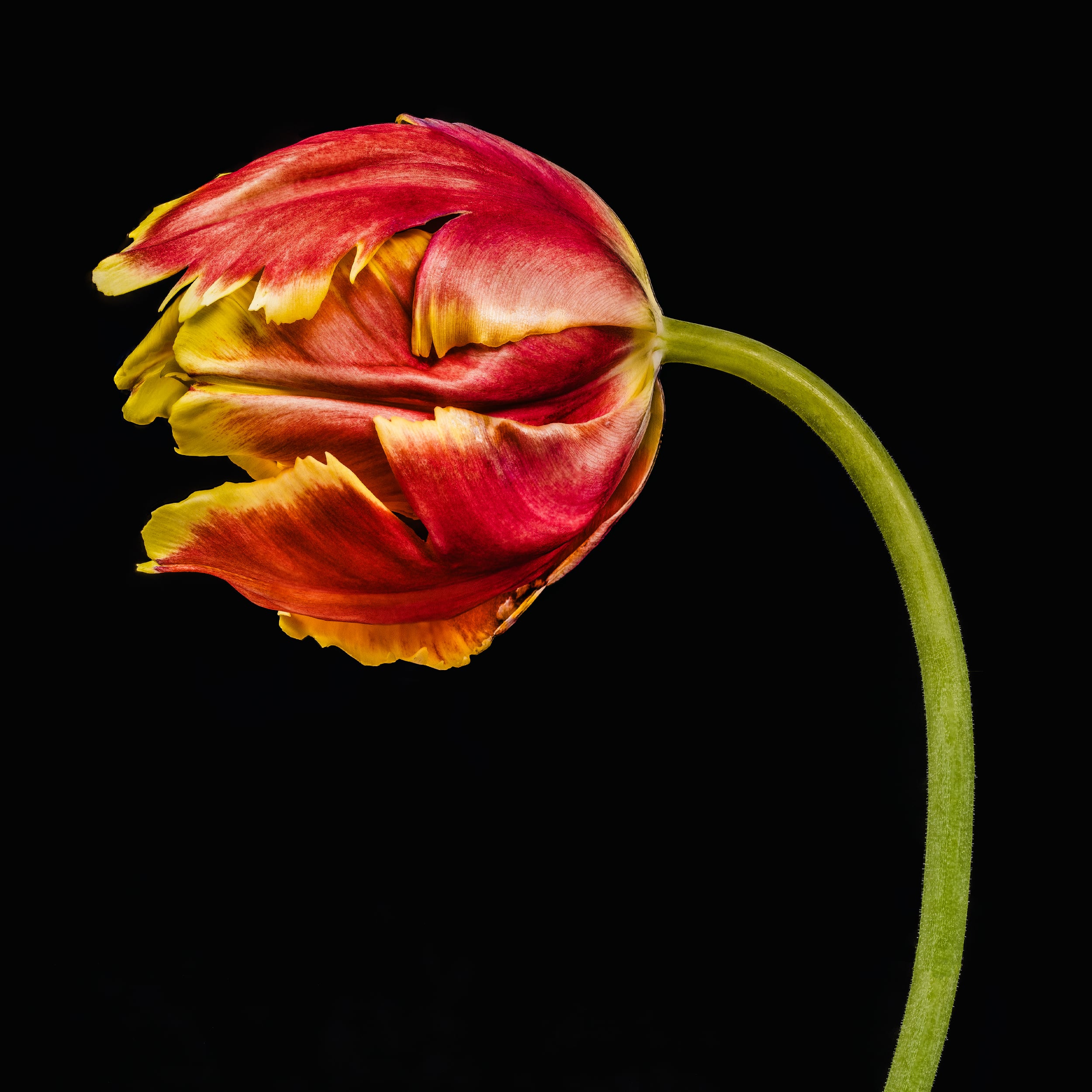 Portfolio Image