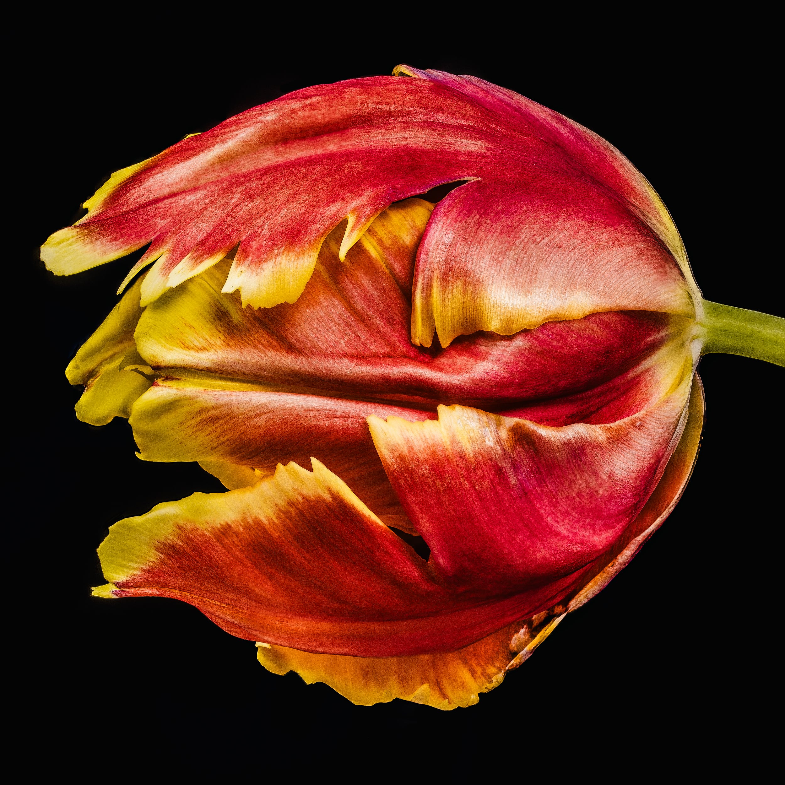 Portfolio Image