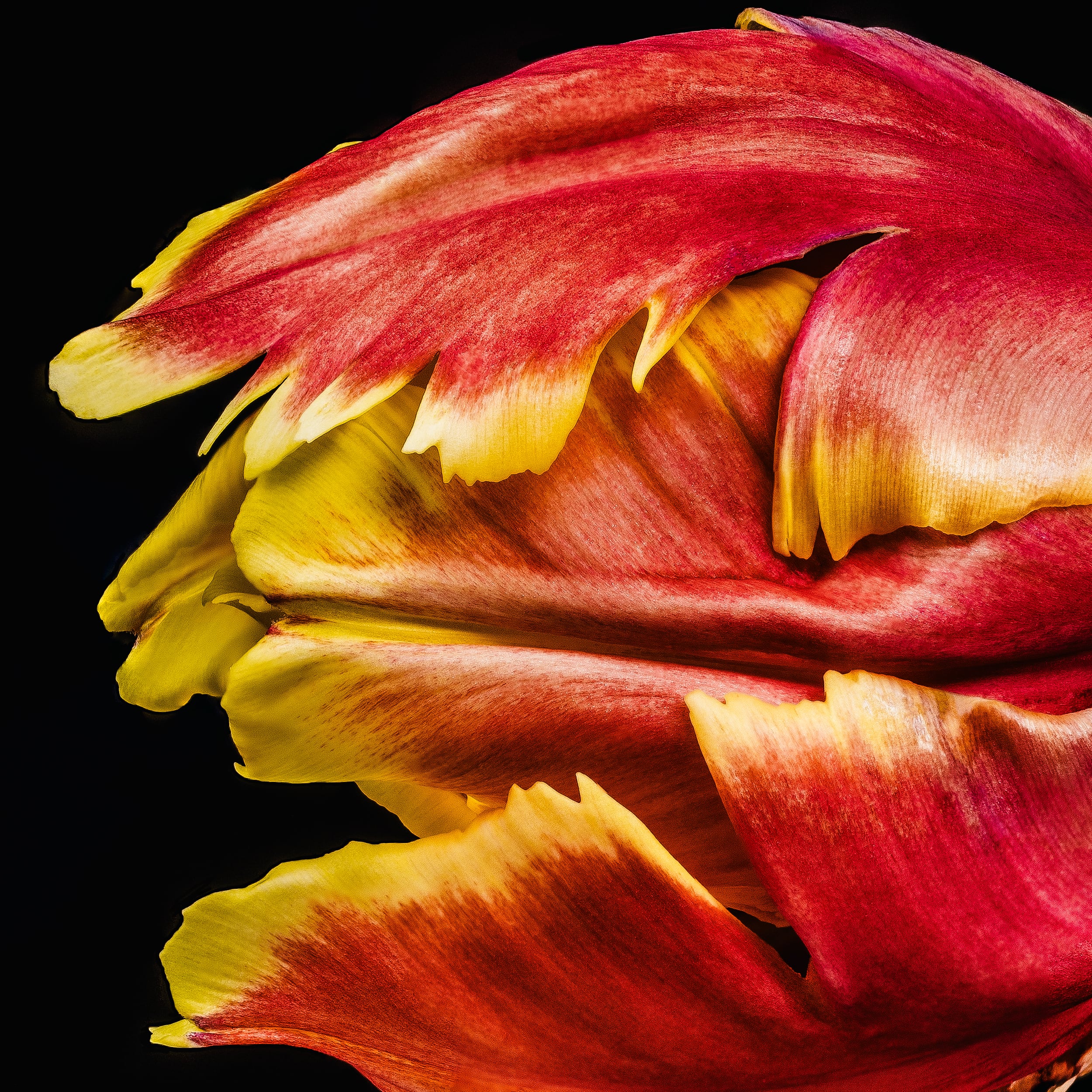 Portfolio Image