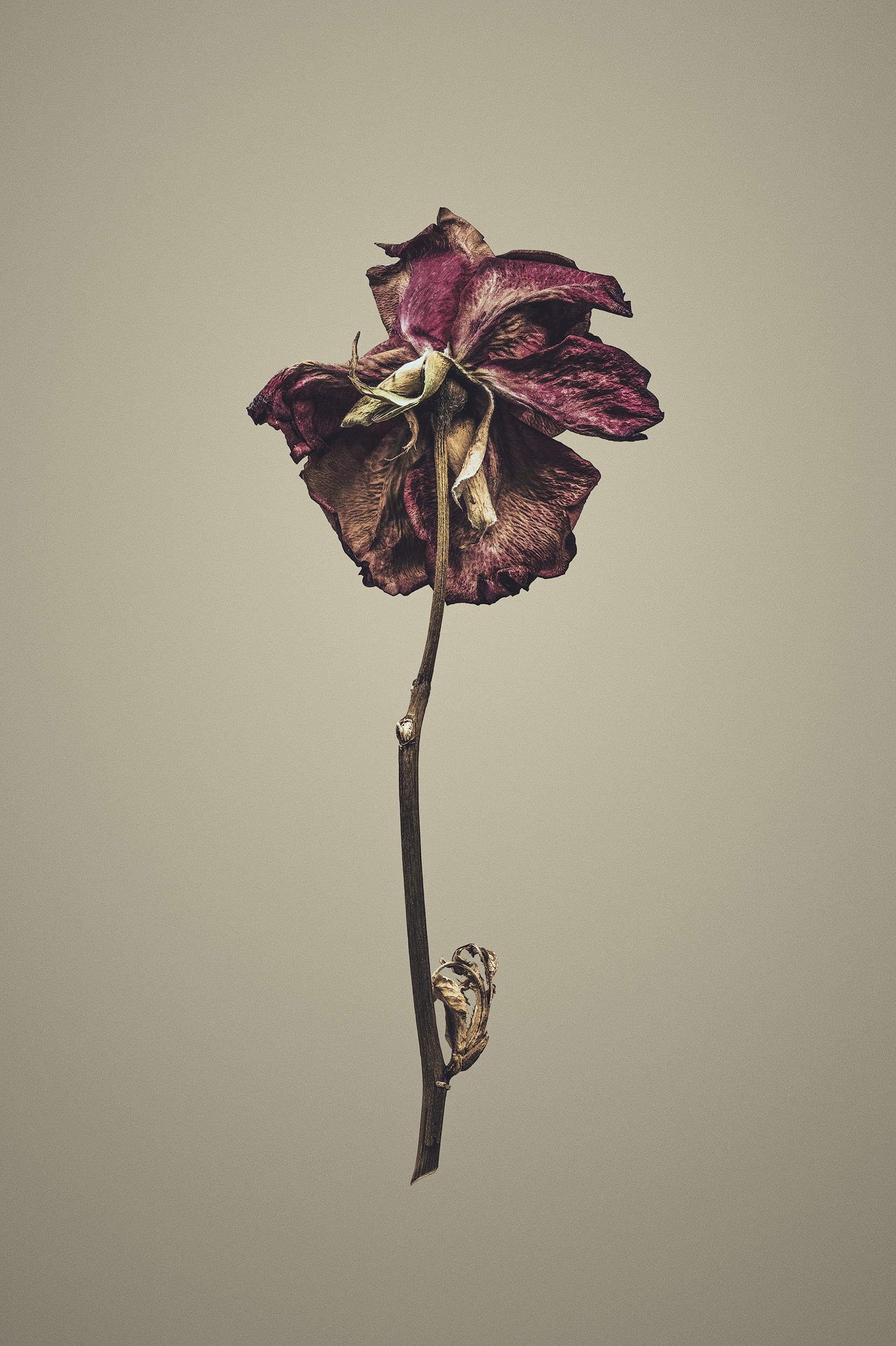 Portfolio Image