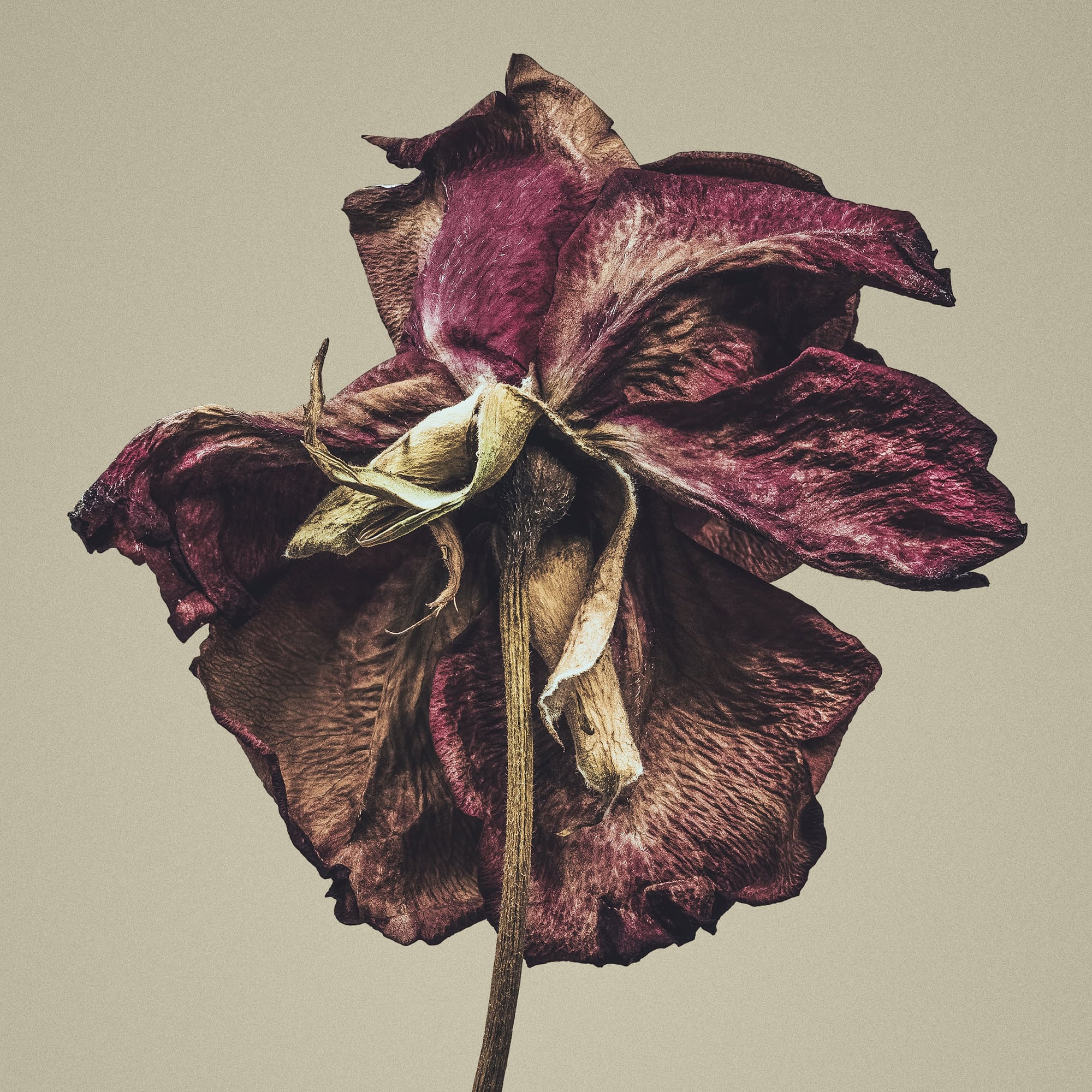 Portfolio Image