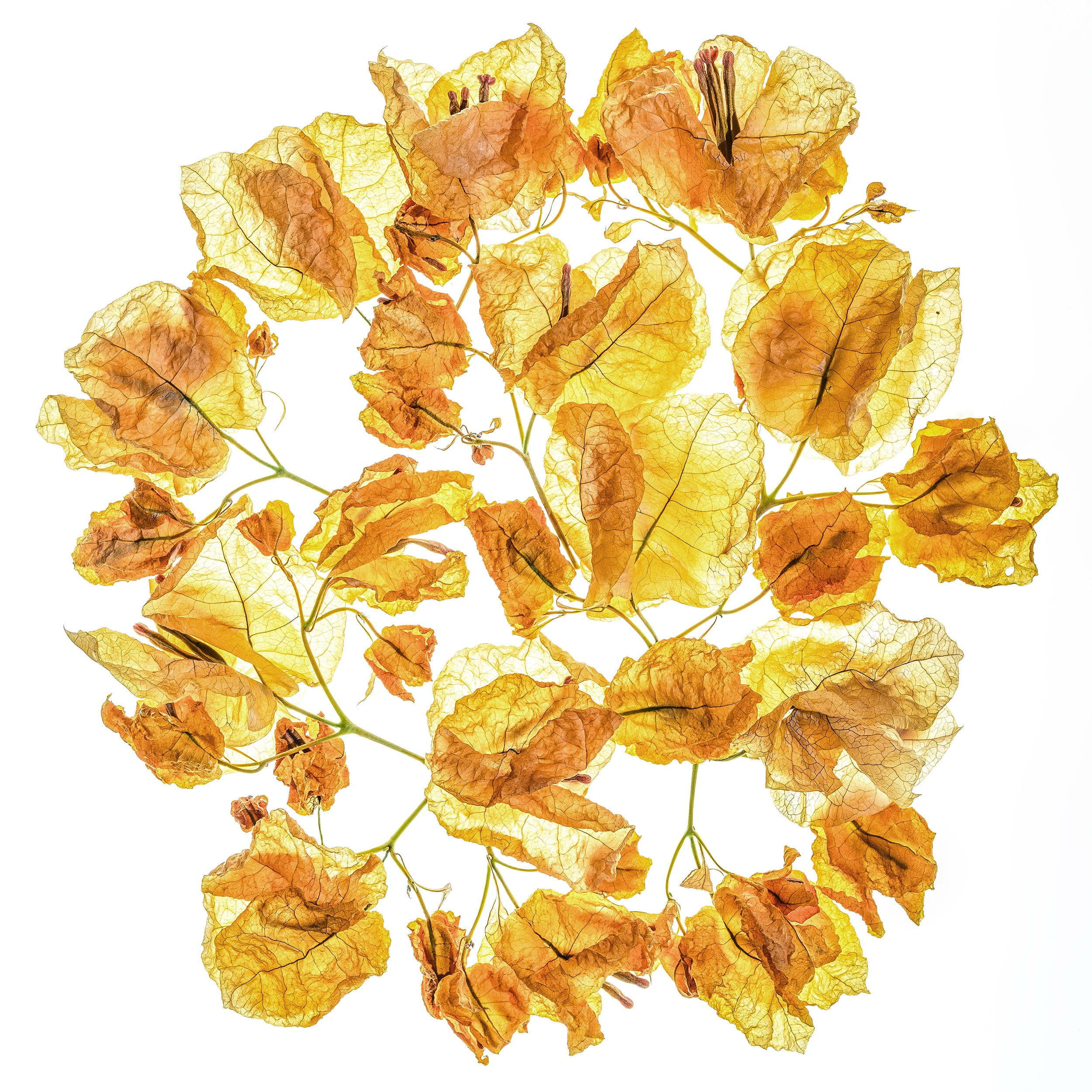 Portfolio Image