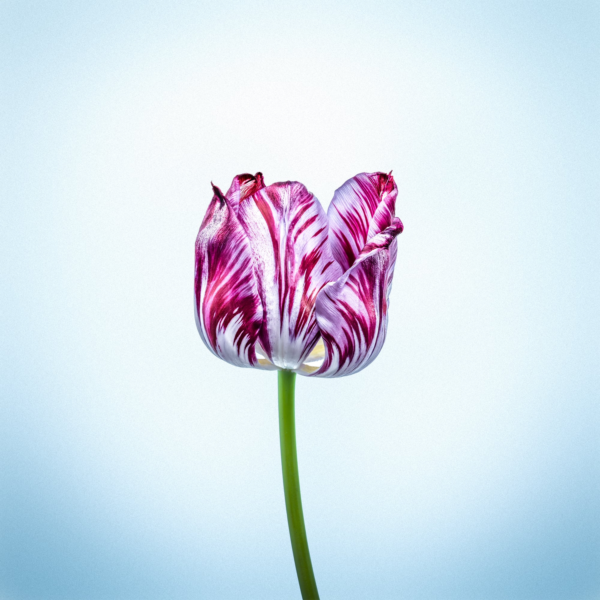 Portfolio Image