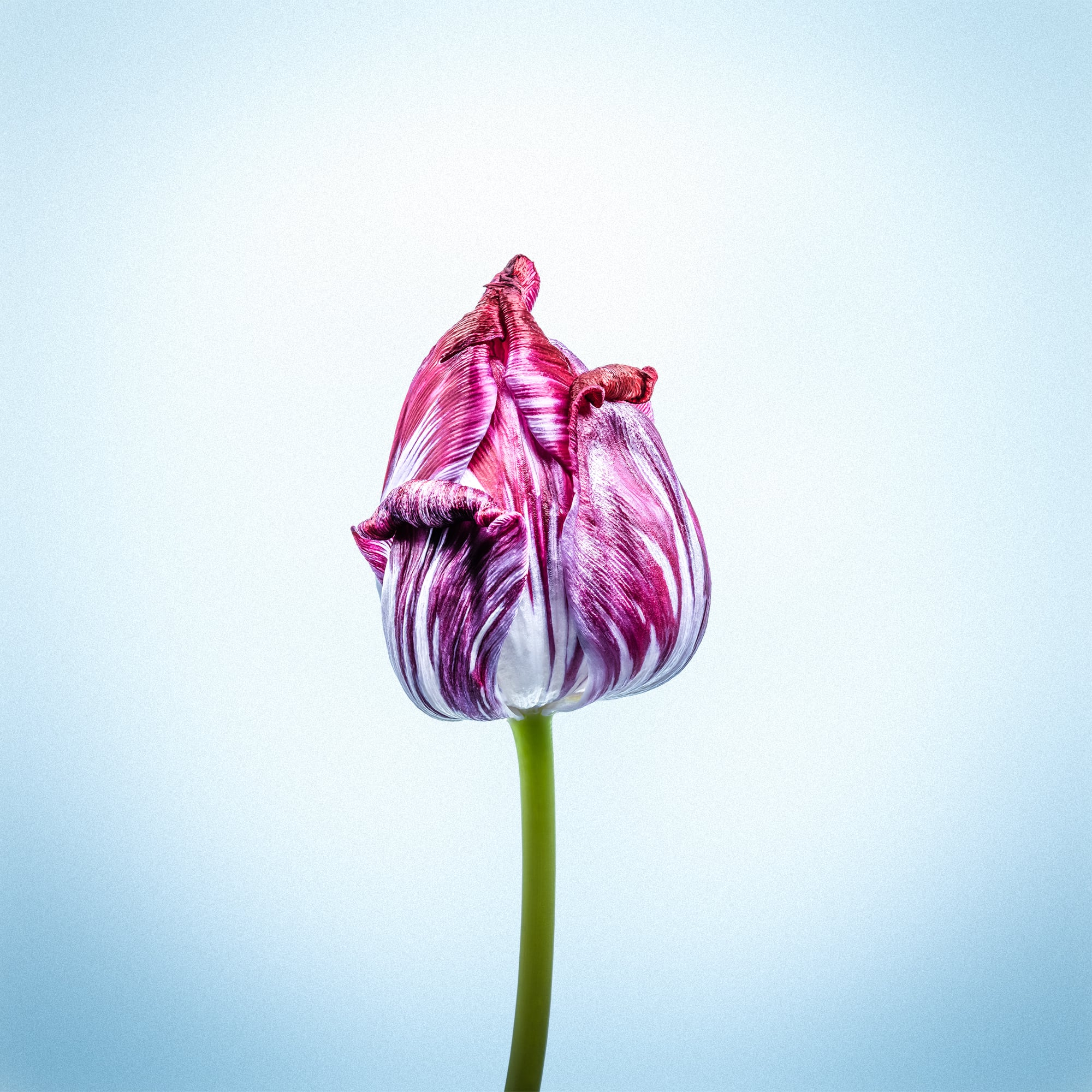 Portfolio Image