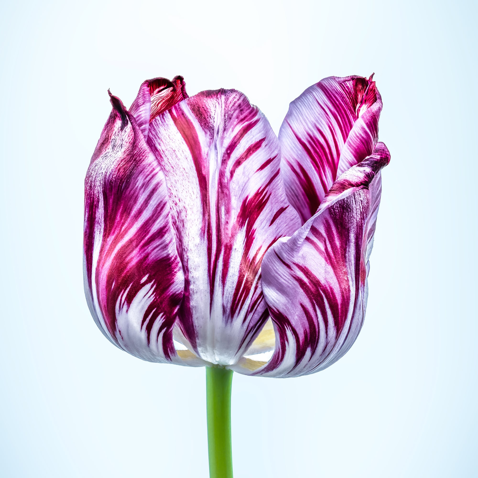 Portfolio Image