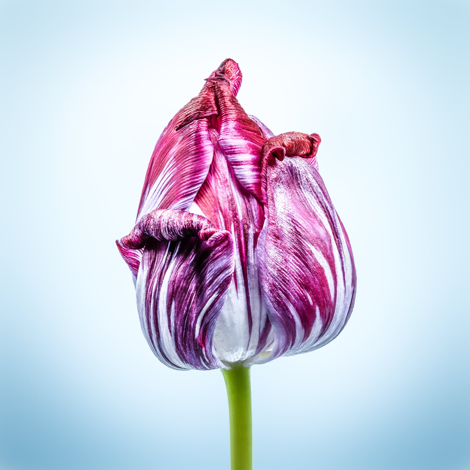 Portfolio Image