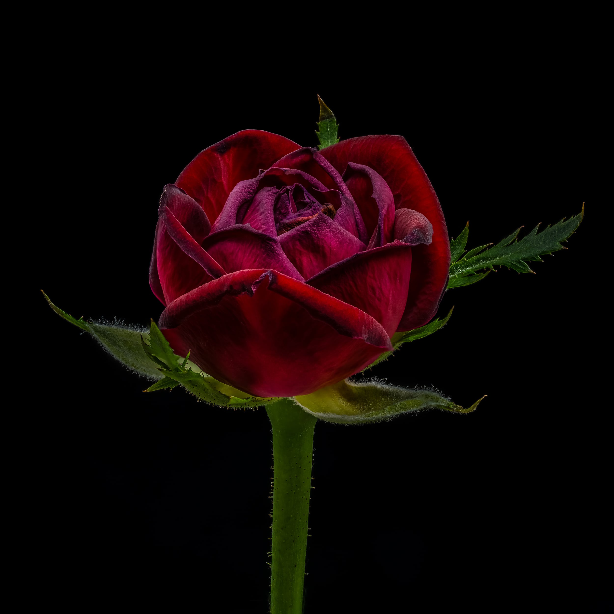 Portfolio Image