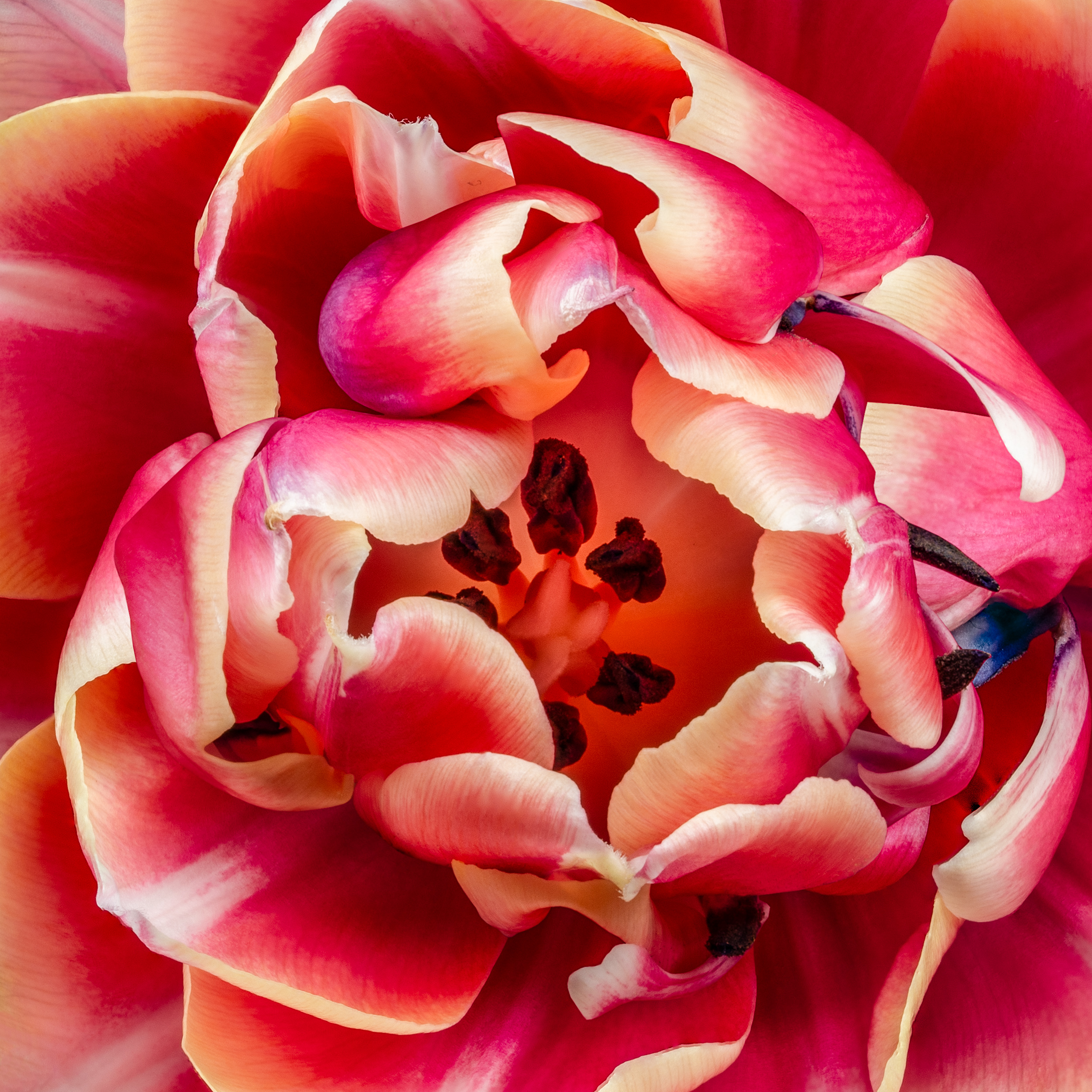 Portfolio Image