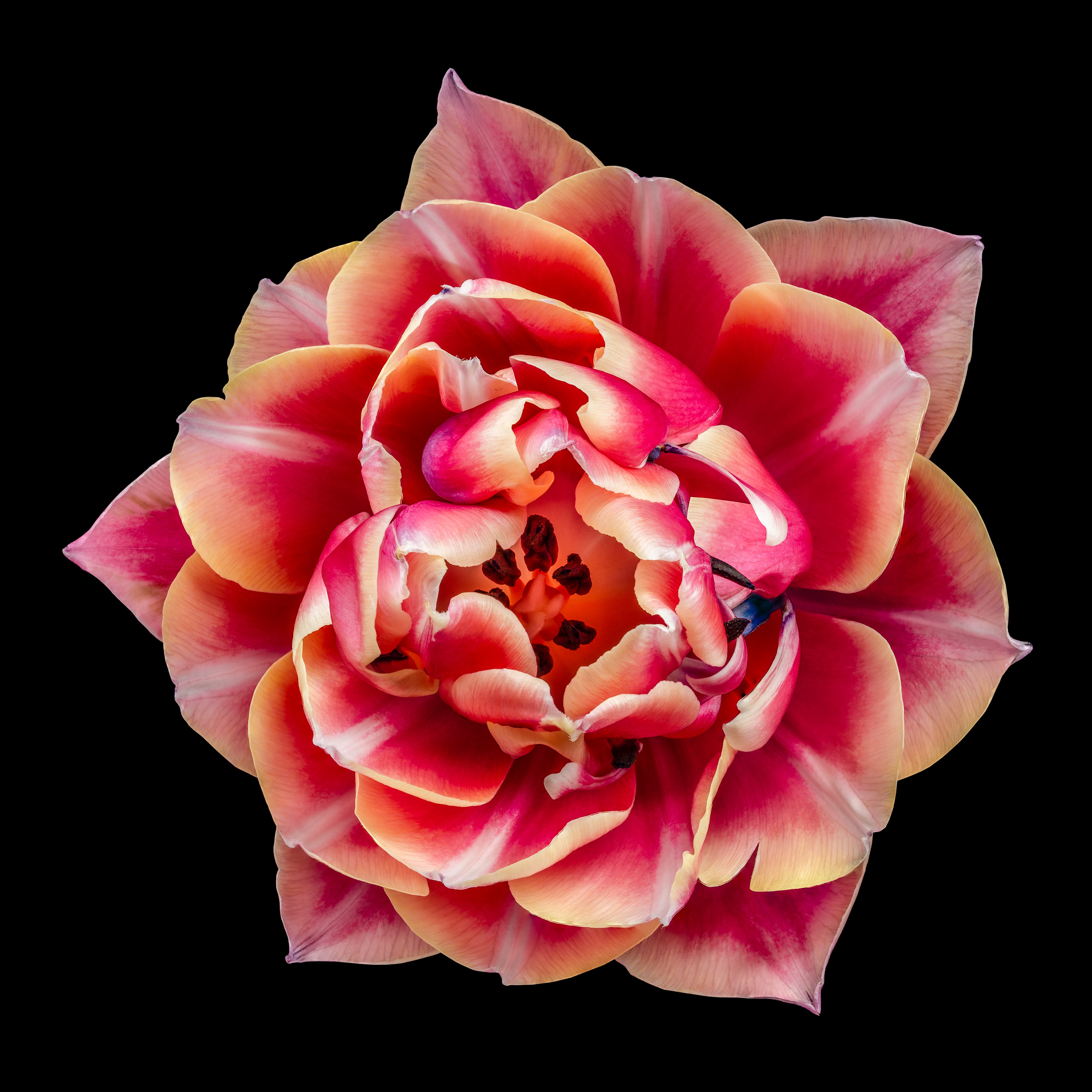 Portfolio Image