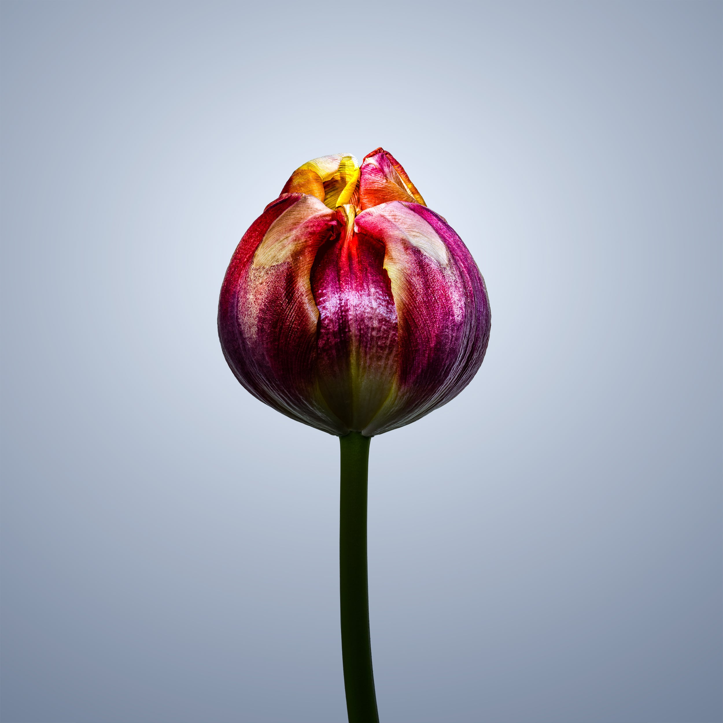 Portfolio Image