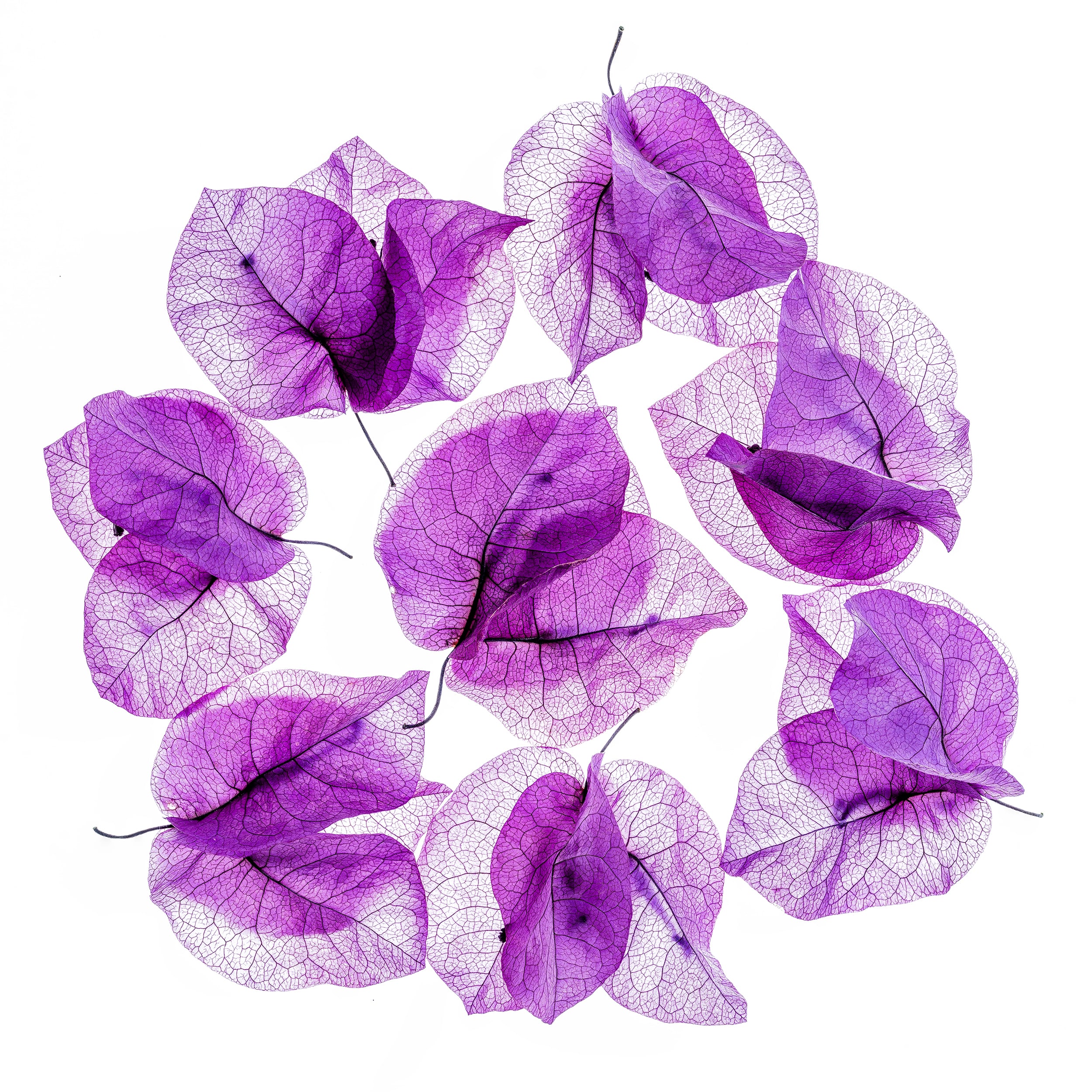 Portfolio Image