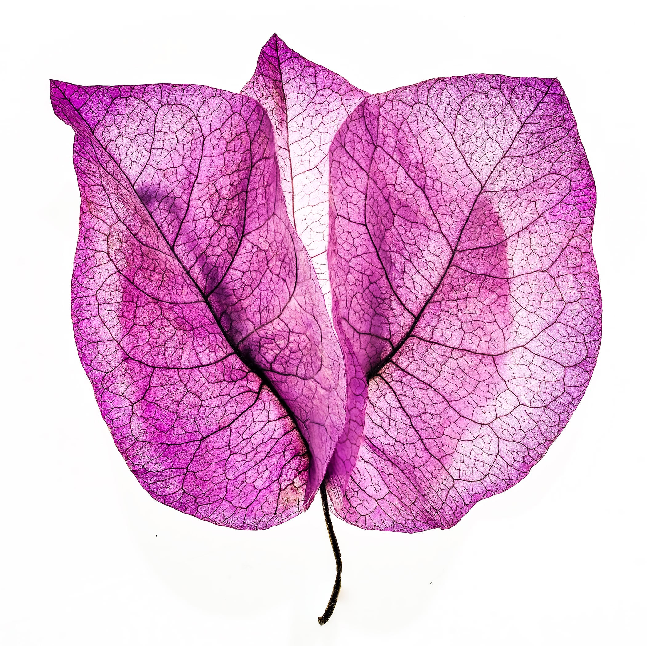 Portfolio Image