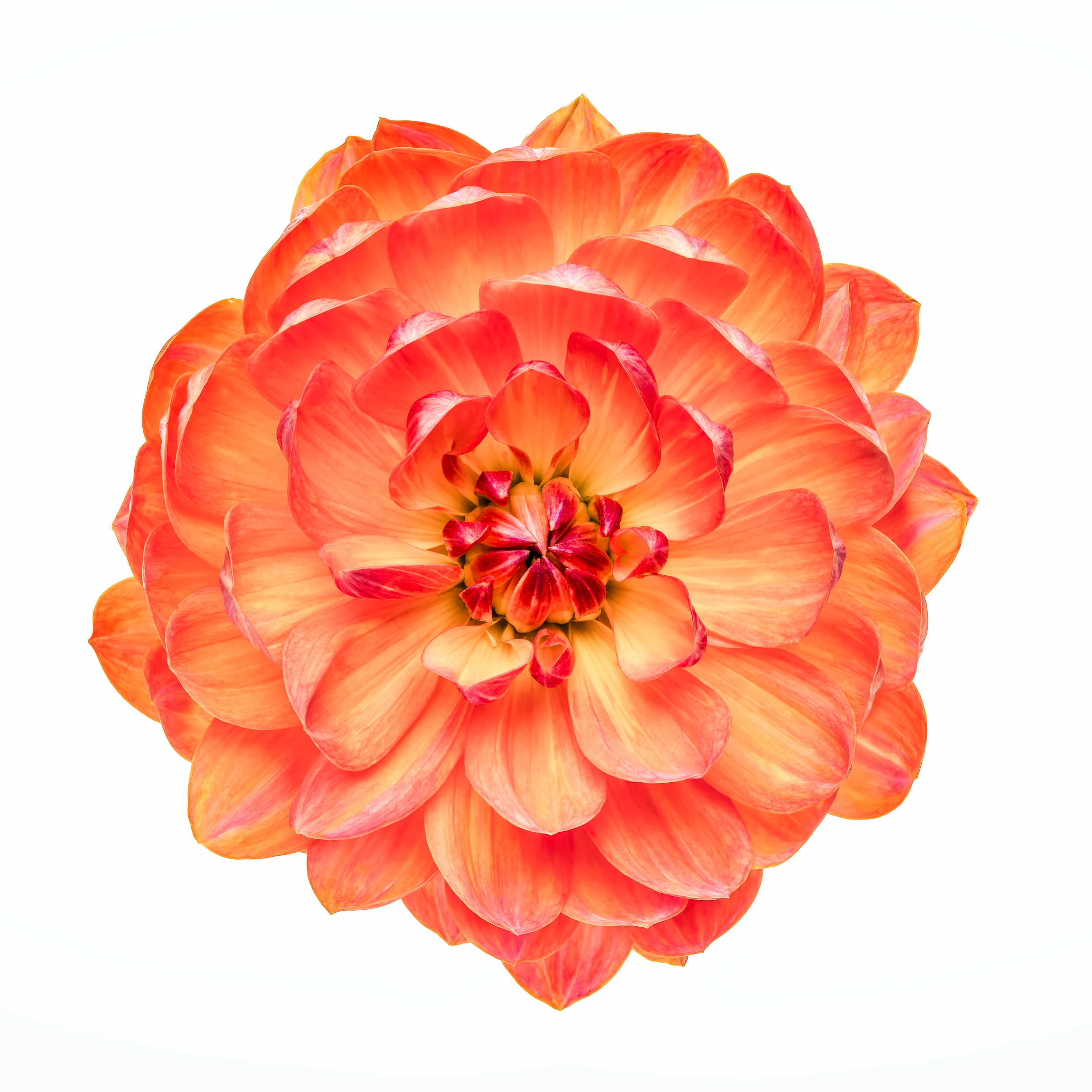 Portfolio Image