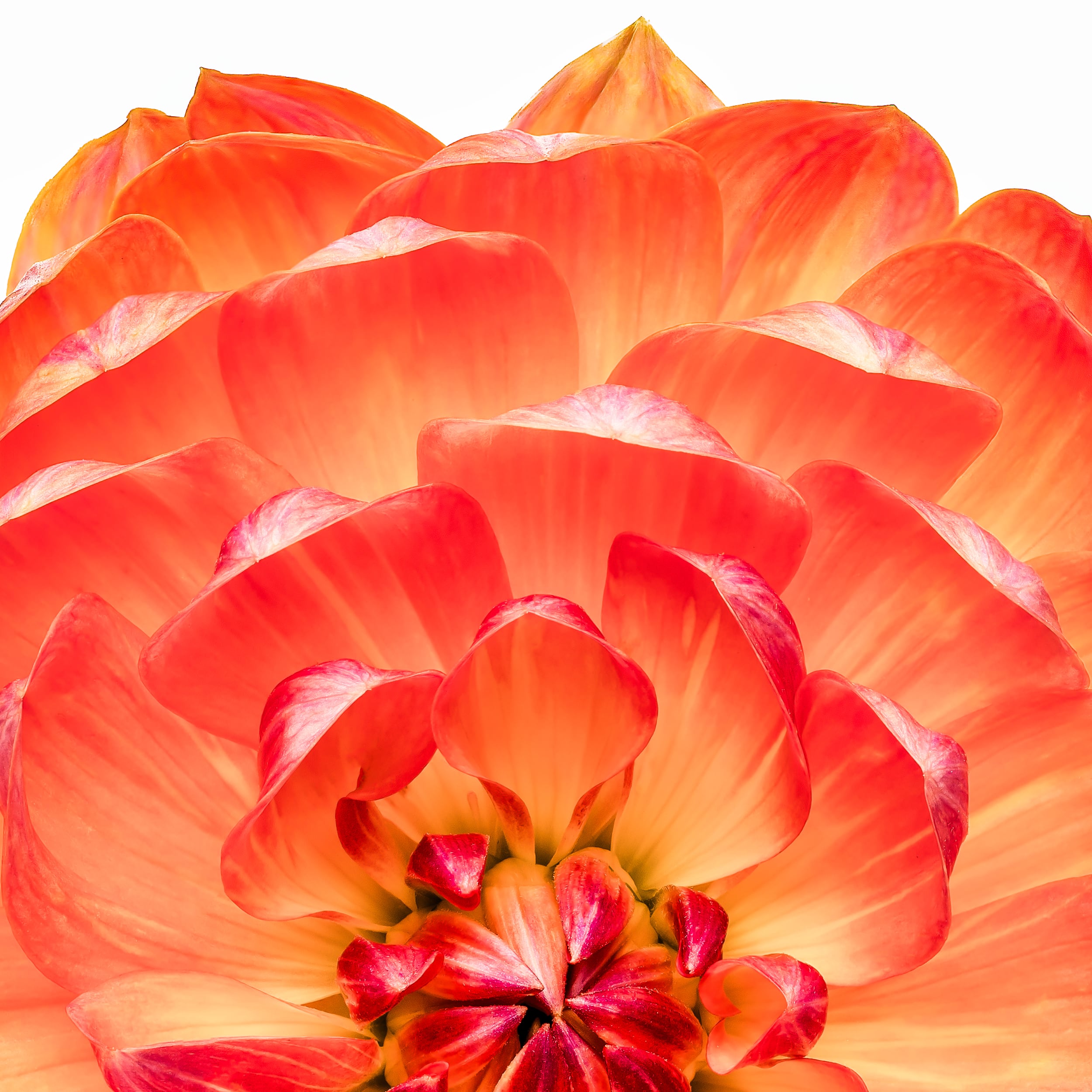 Portfolio Image