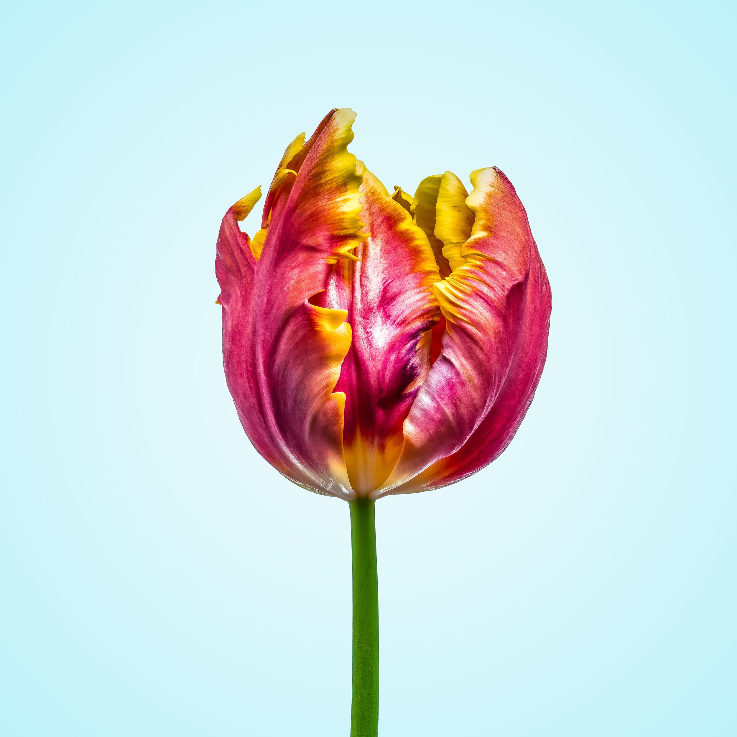 Portfolio Image