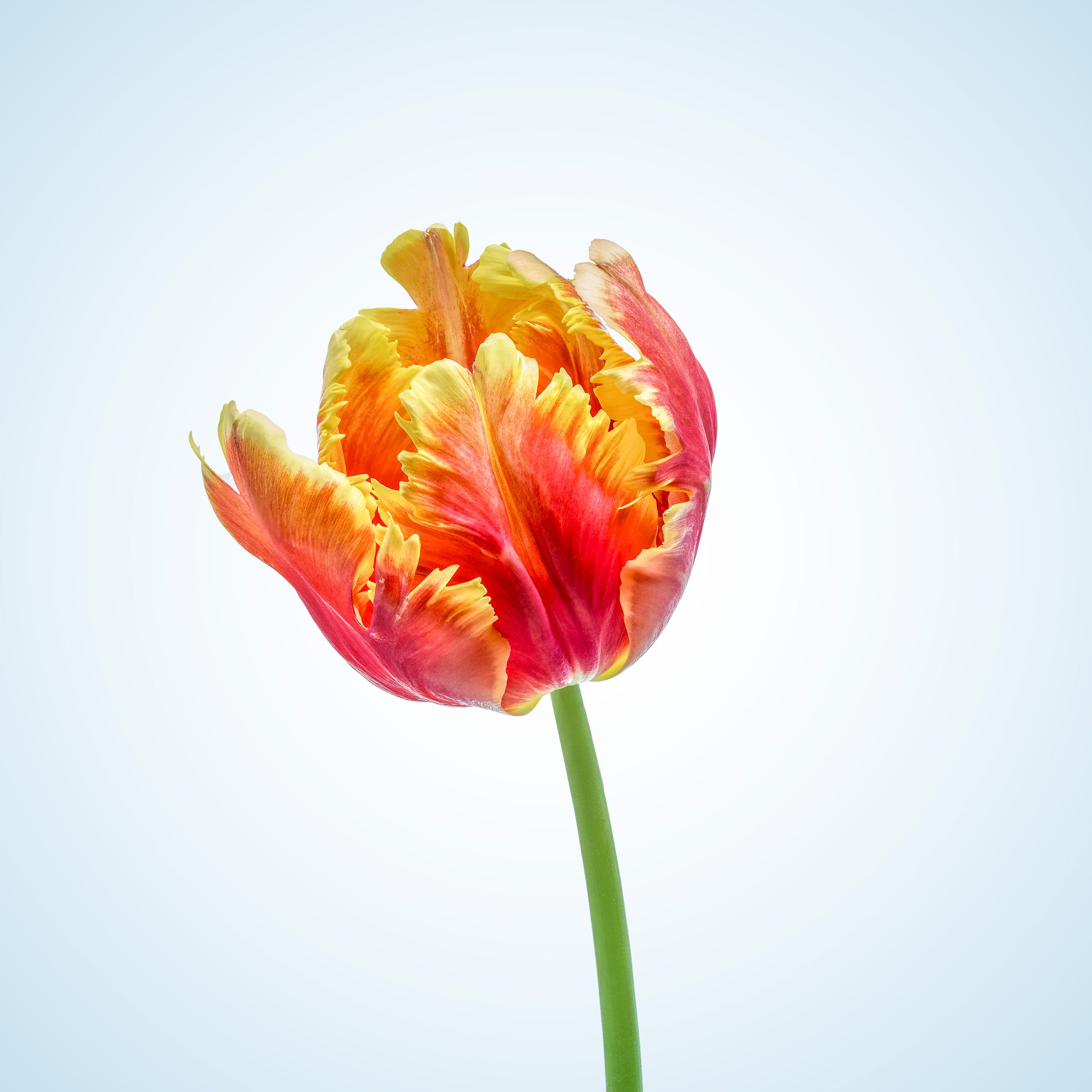 Portfolio Image