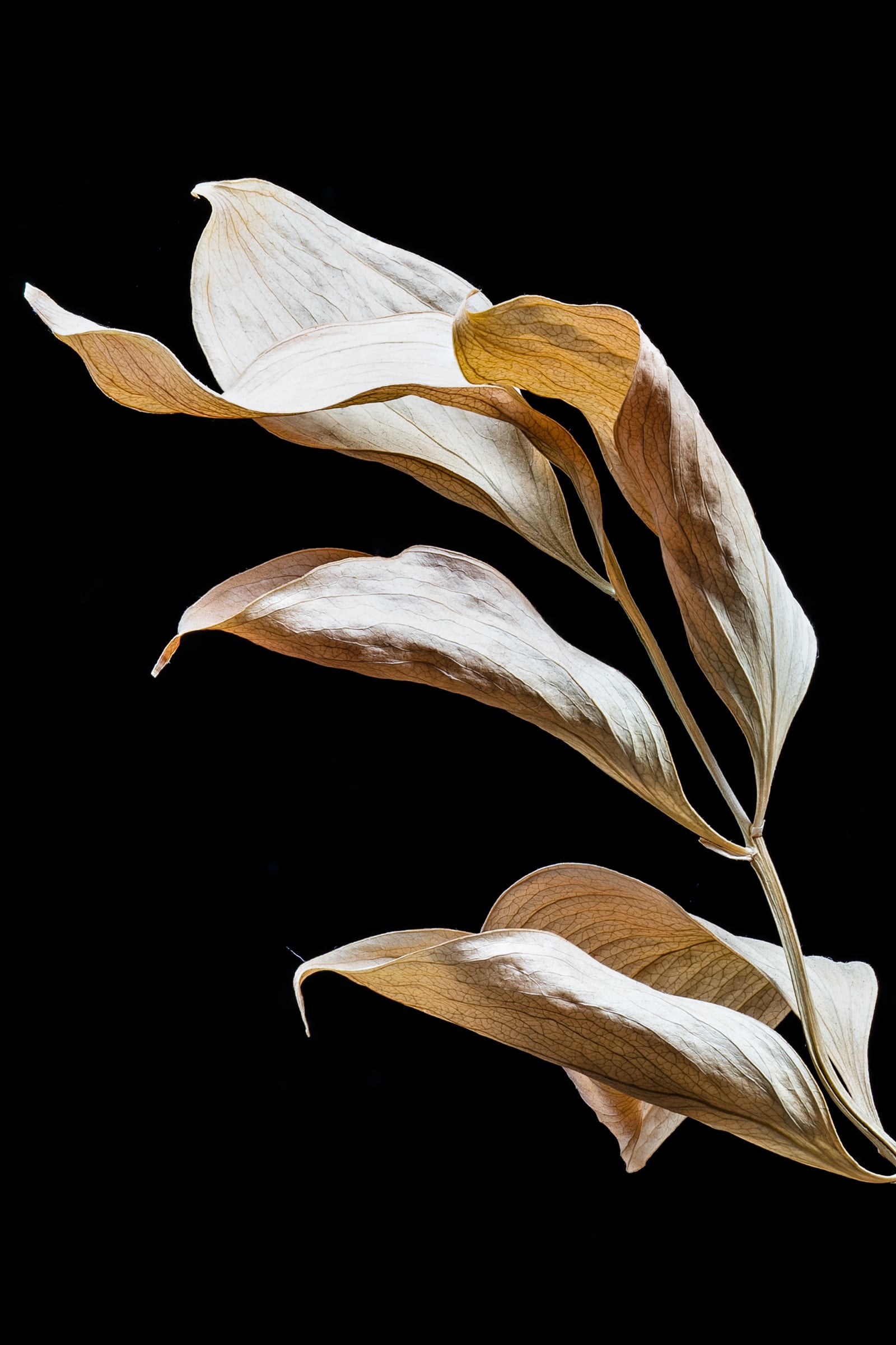 Portfolio Image