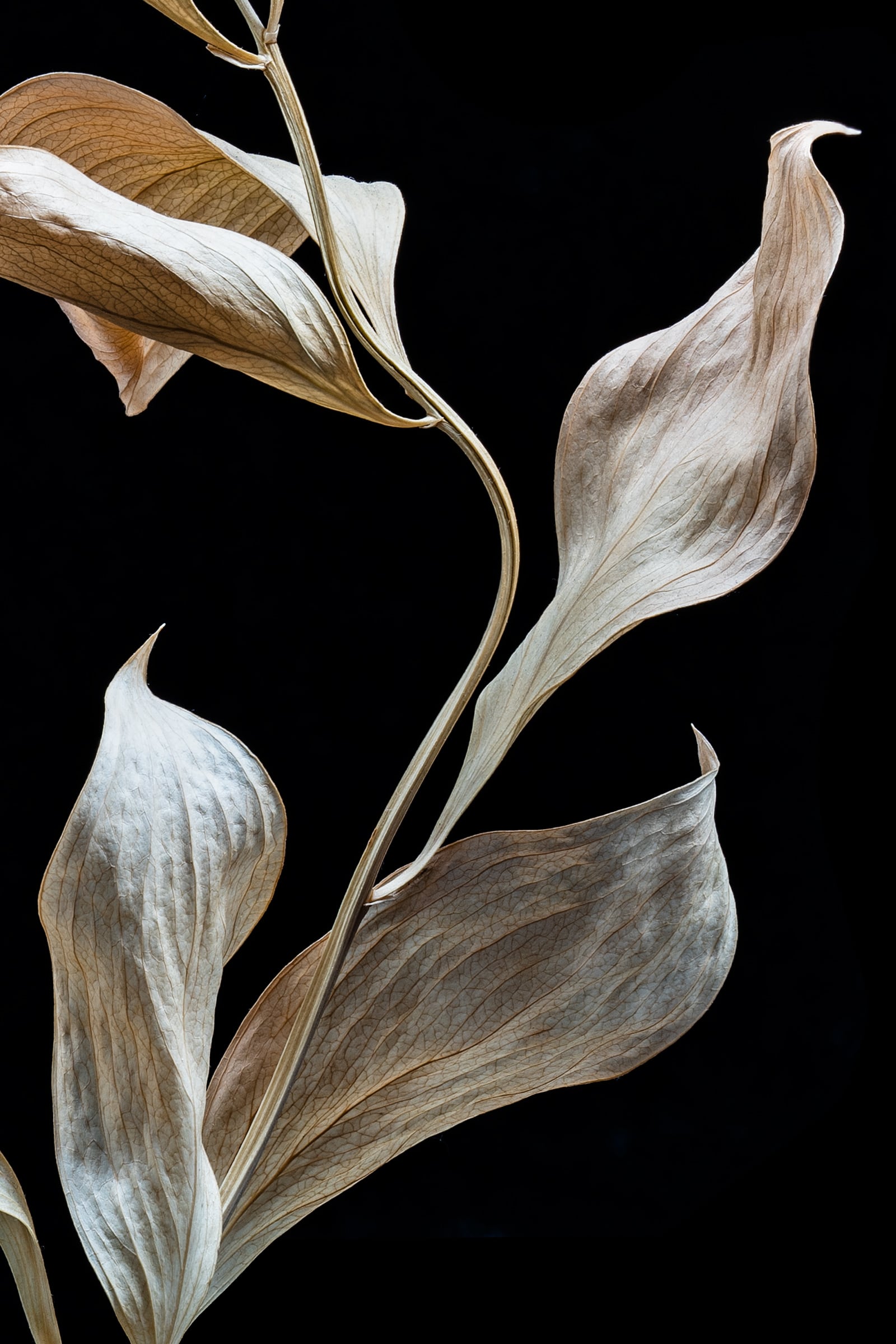 Portfolio Image