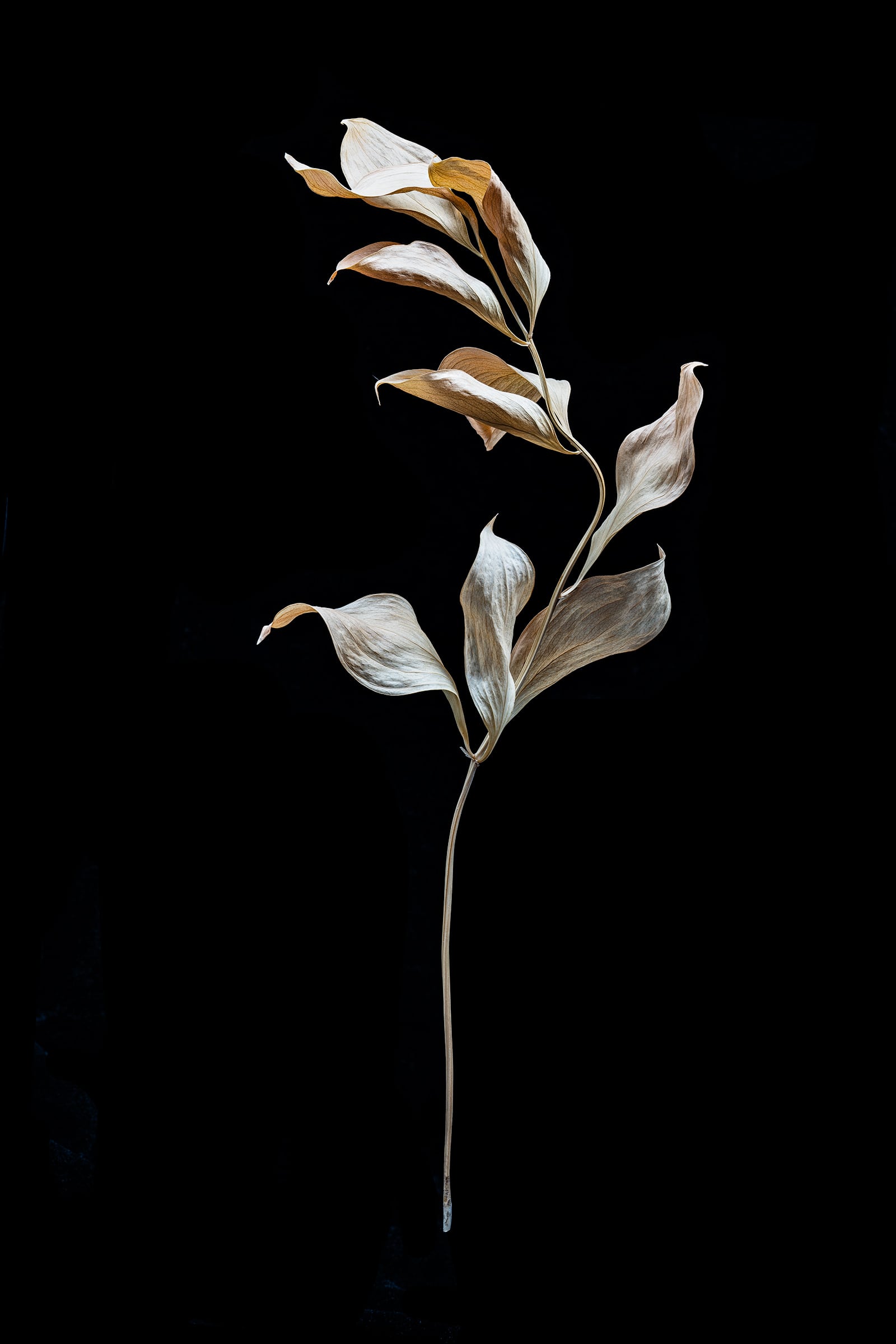 Portfolio Image