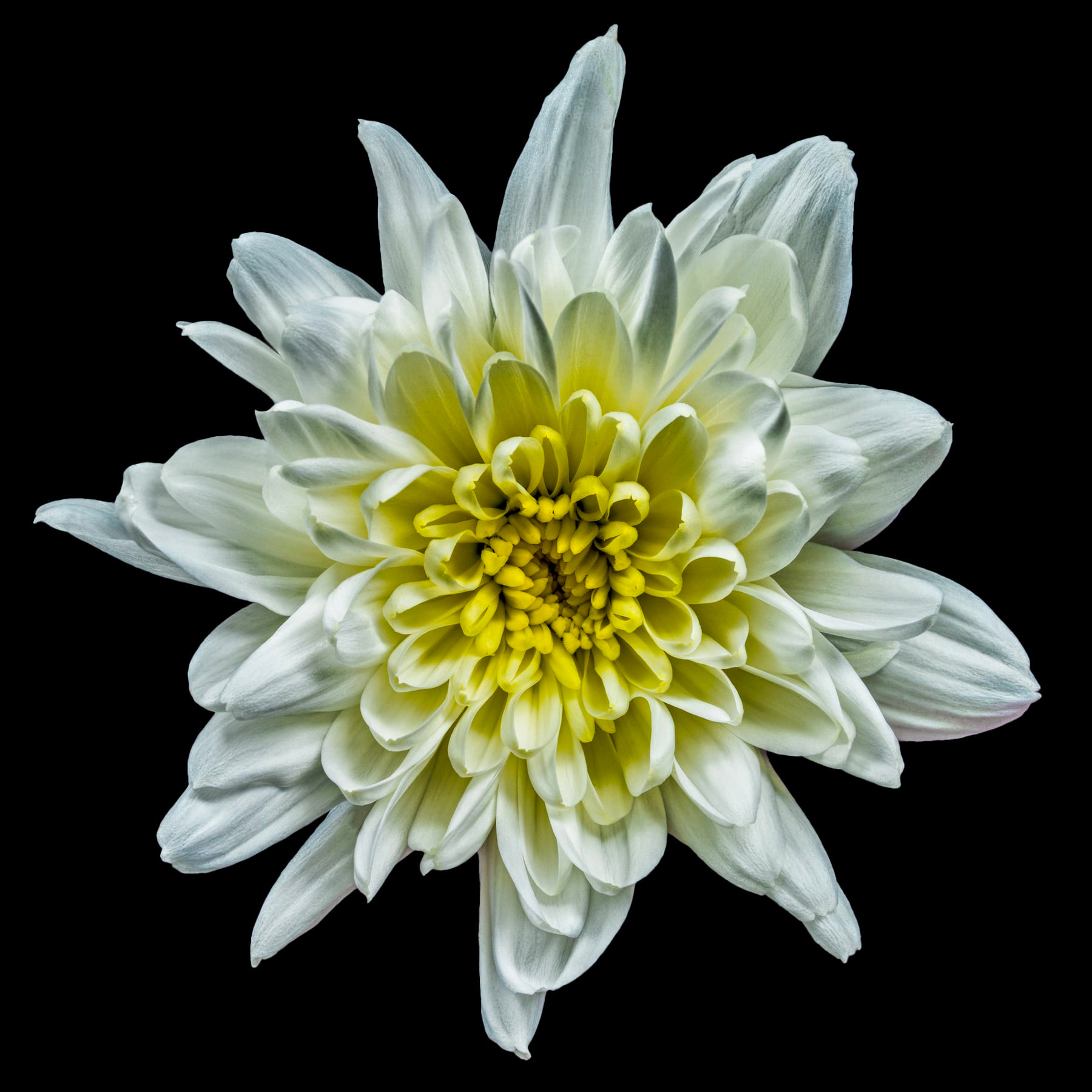 Portfolio Image