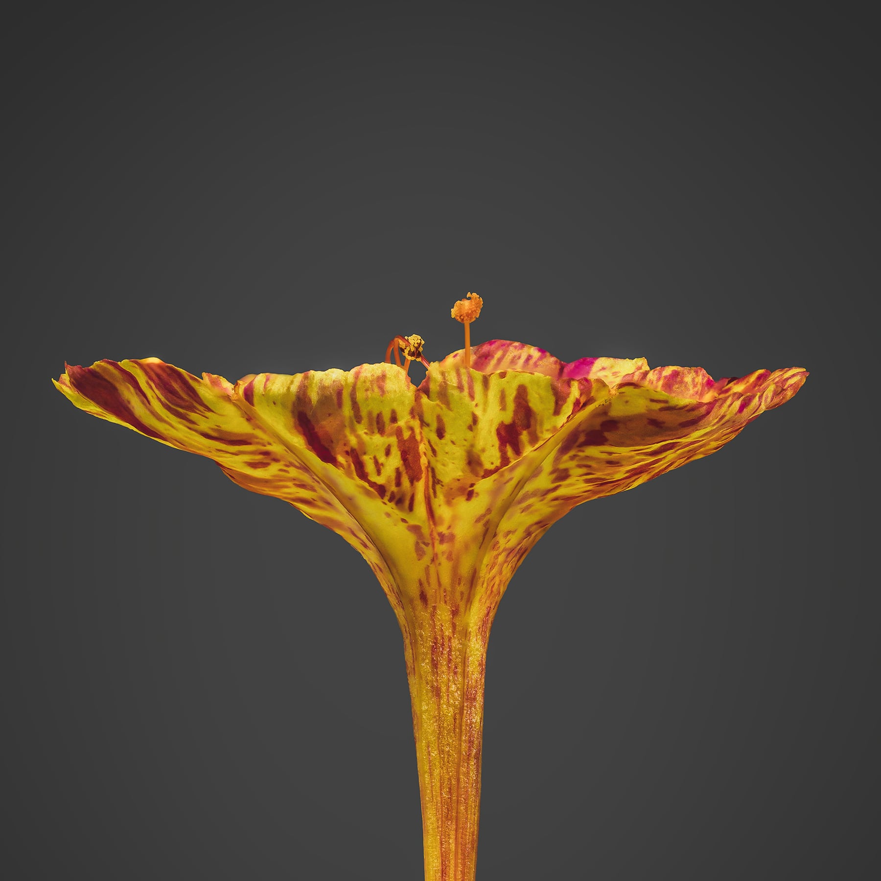 Portfolio Image