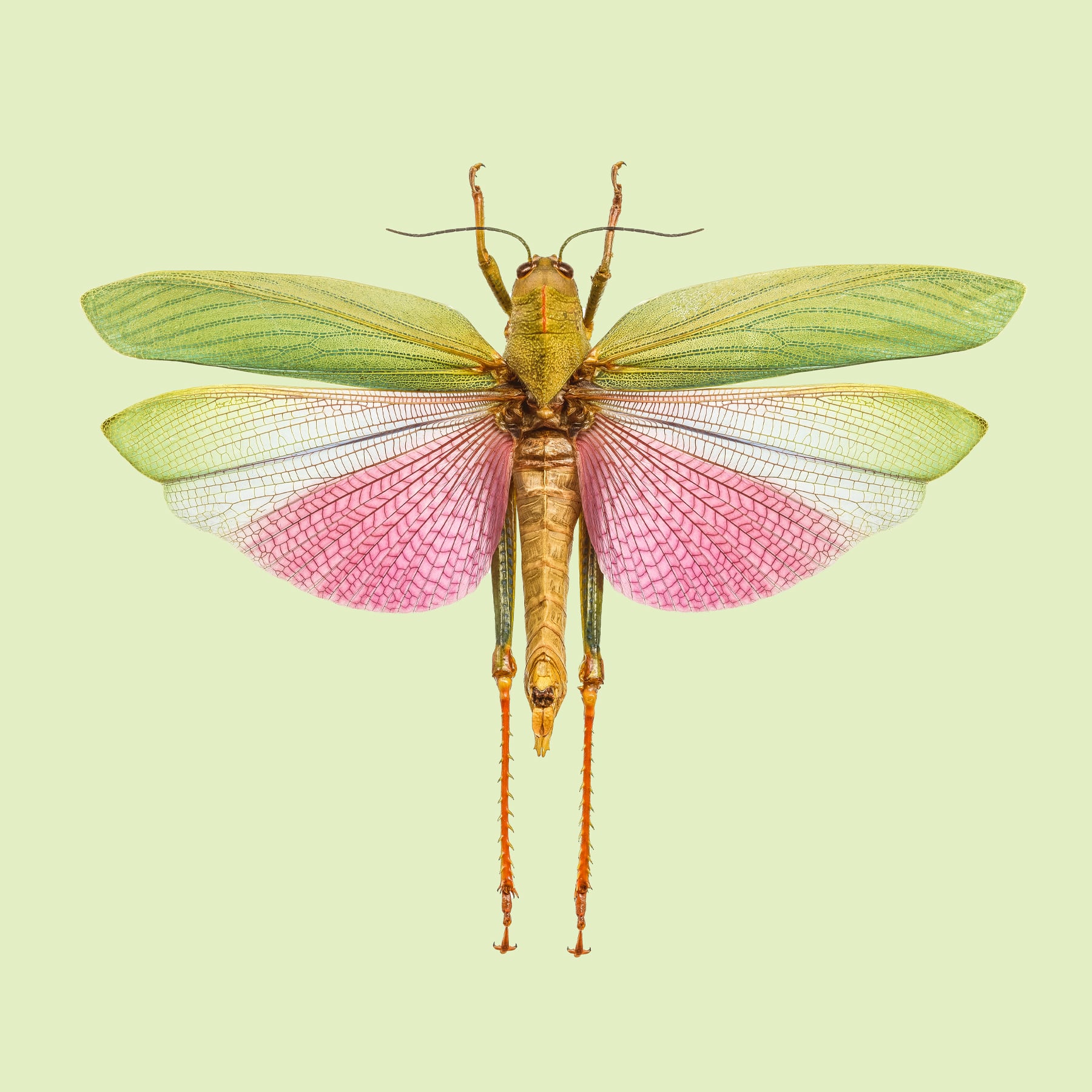 Portfolio Image