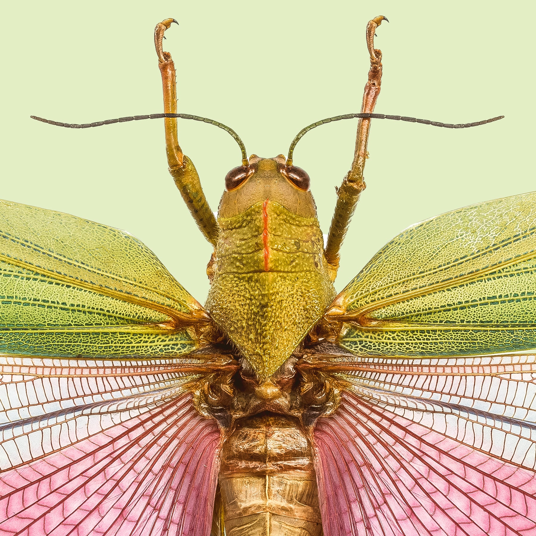 Portfolio Image