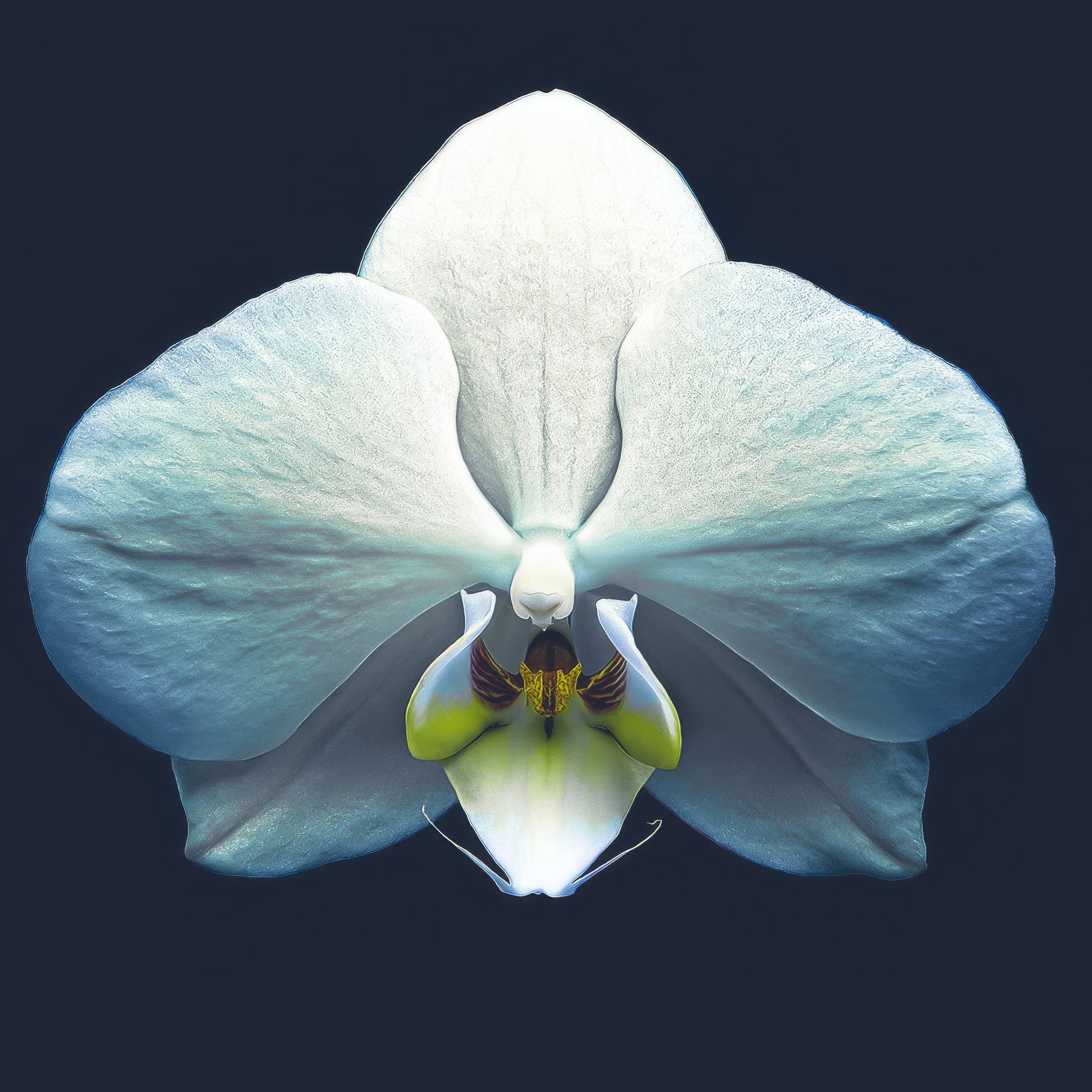 Portfolio Image