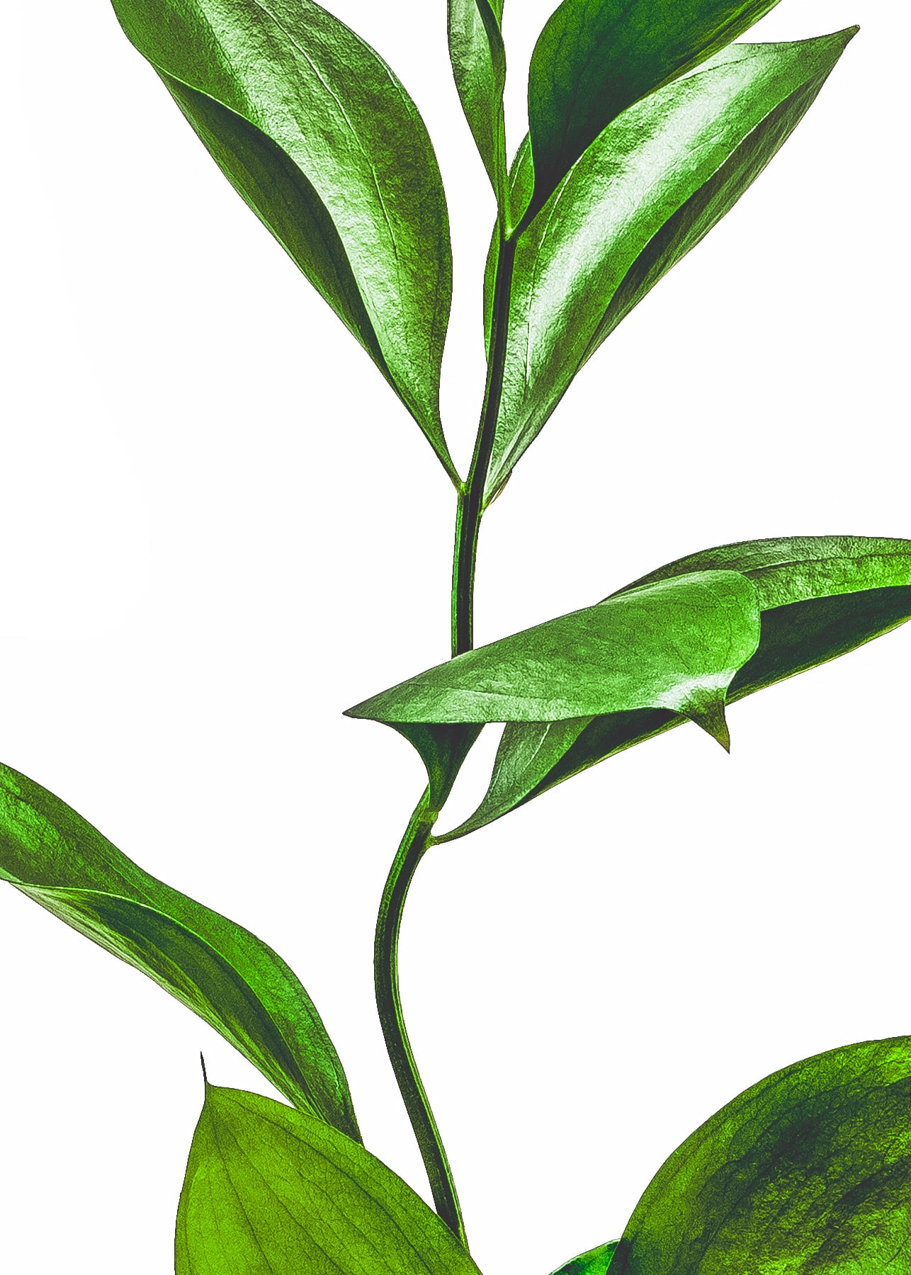Portfolio Image