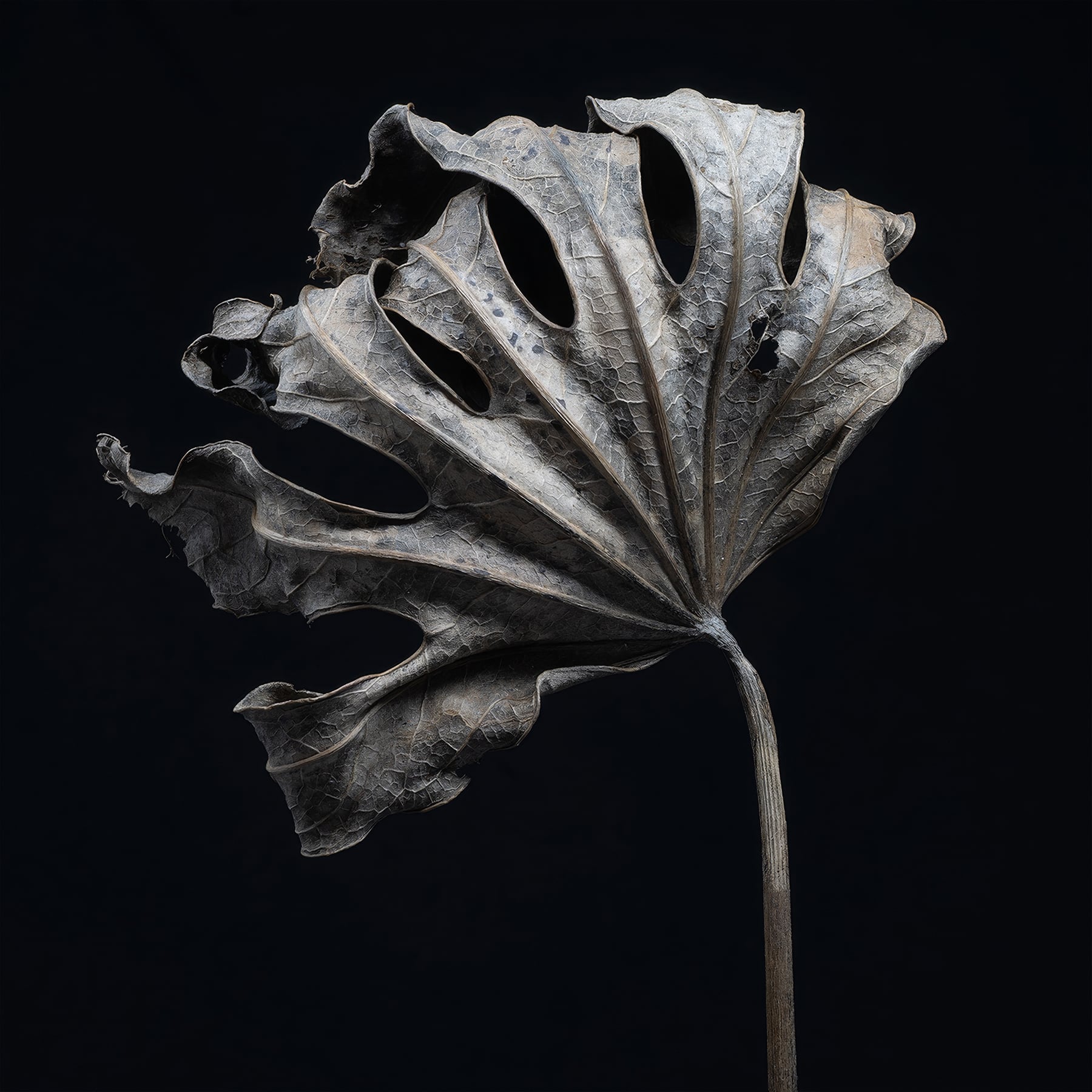 Portfolio Image