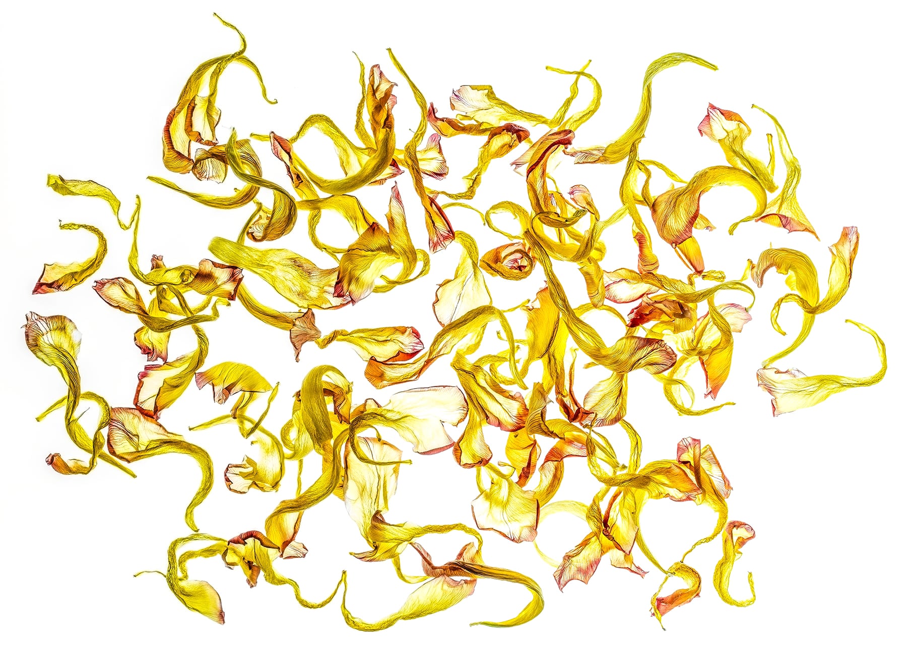 Portfolio Image