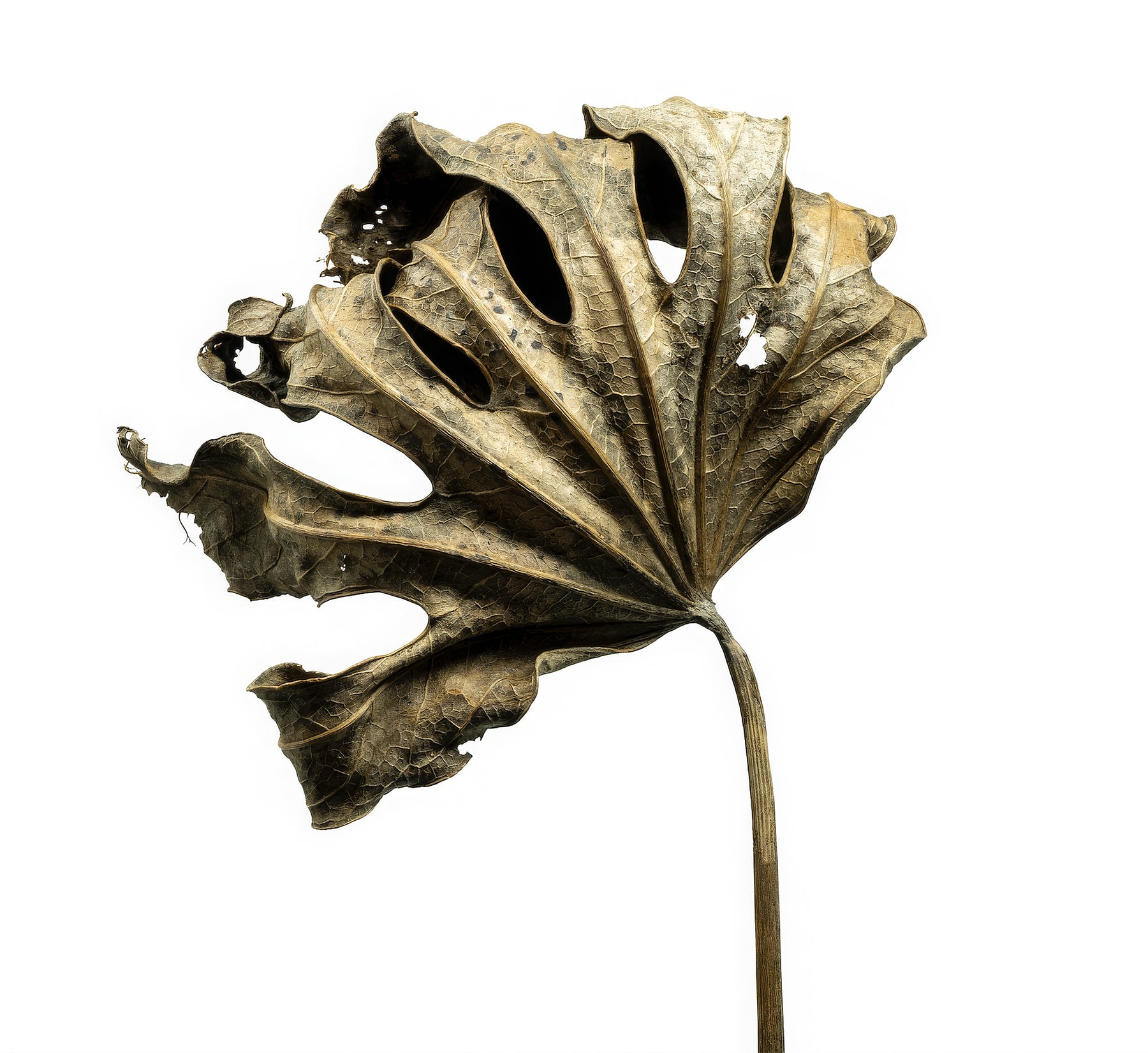 Portfolio Image