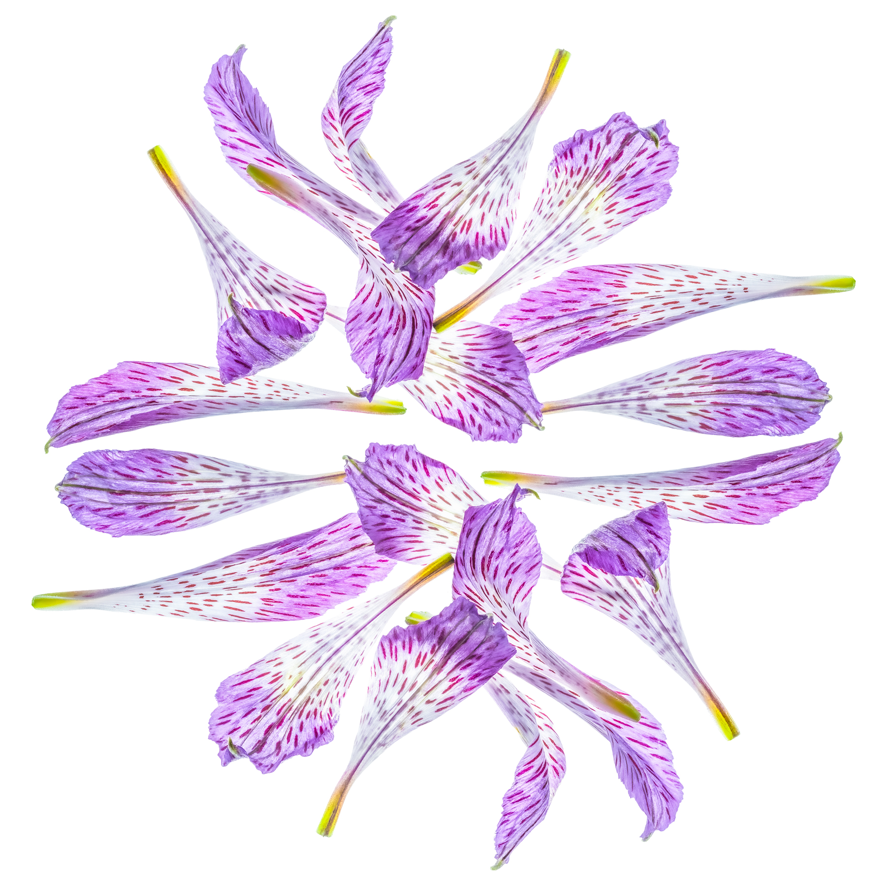 Portfolio Image
