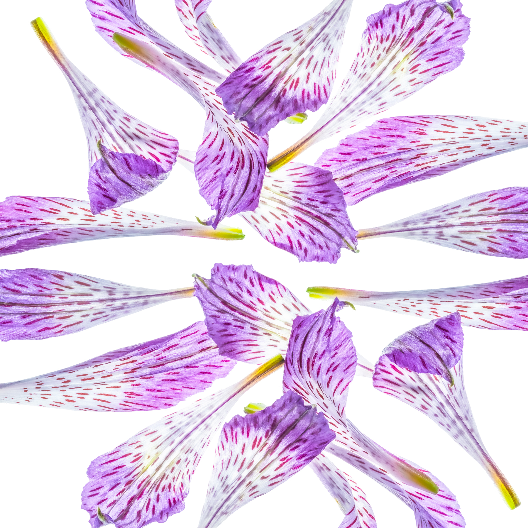 Portfolio Image