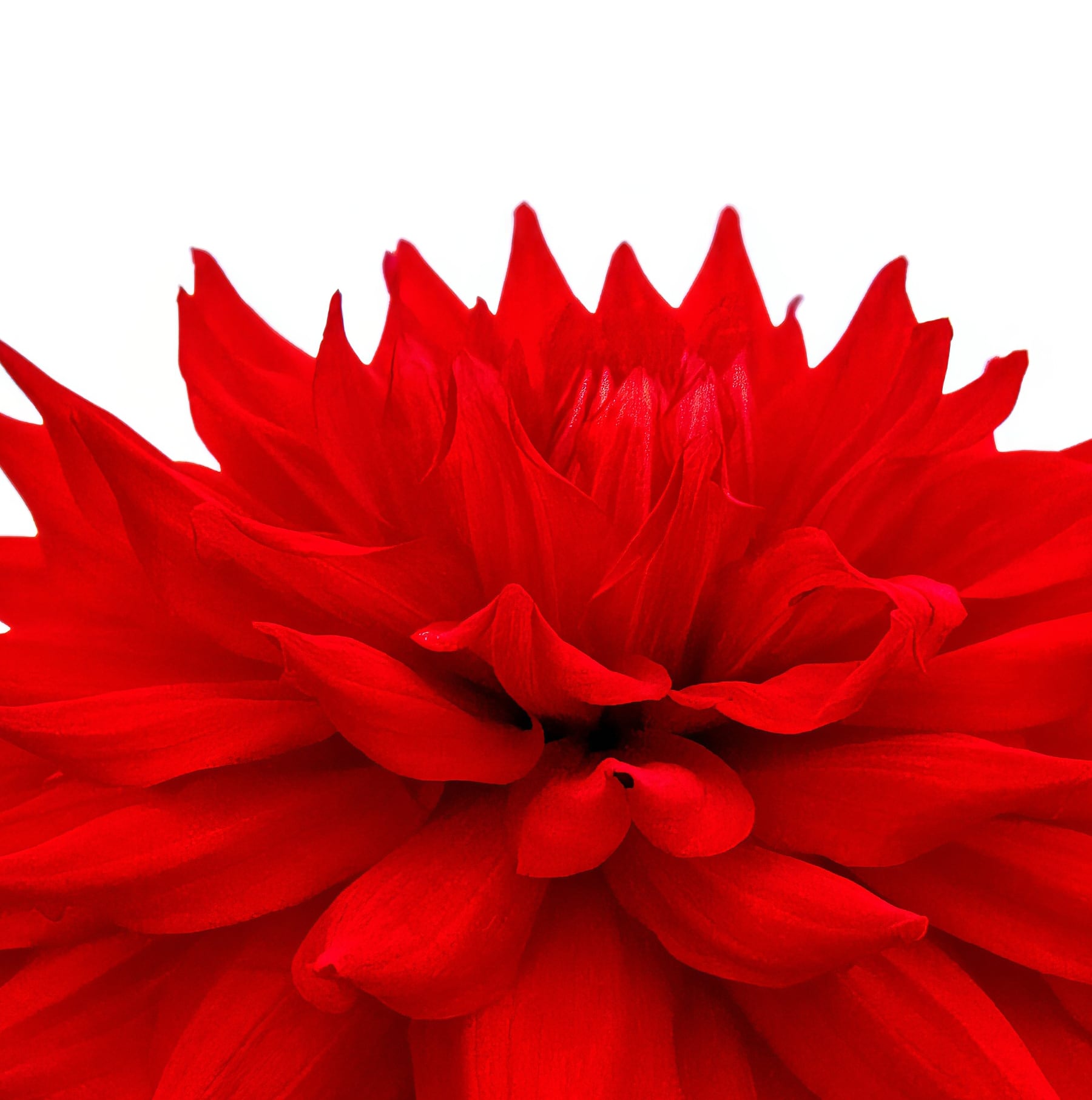 Portfolio Image