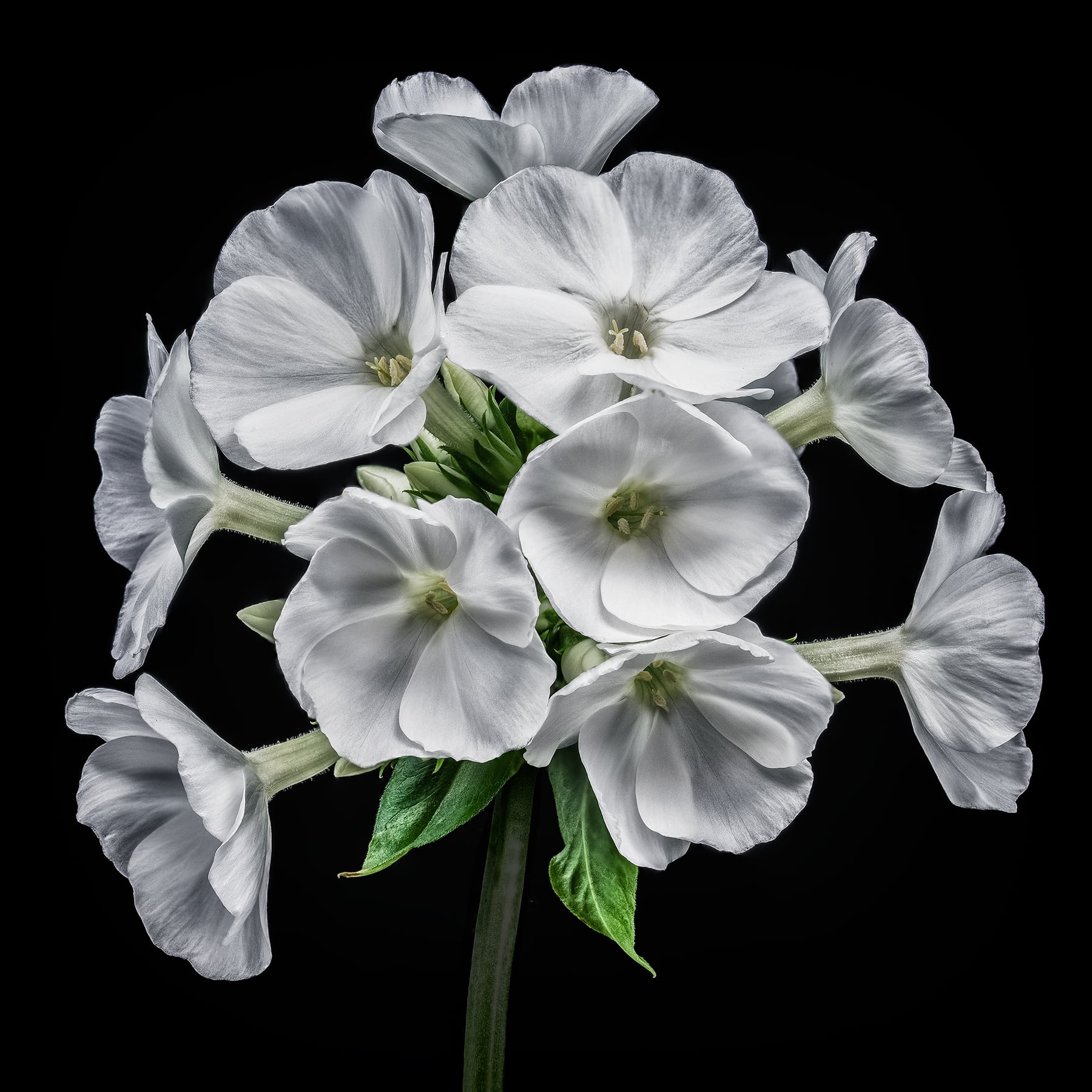 Portfolio Image