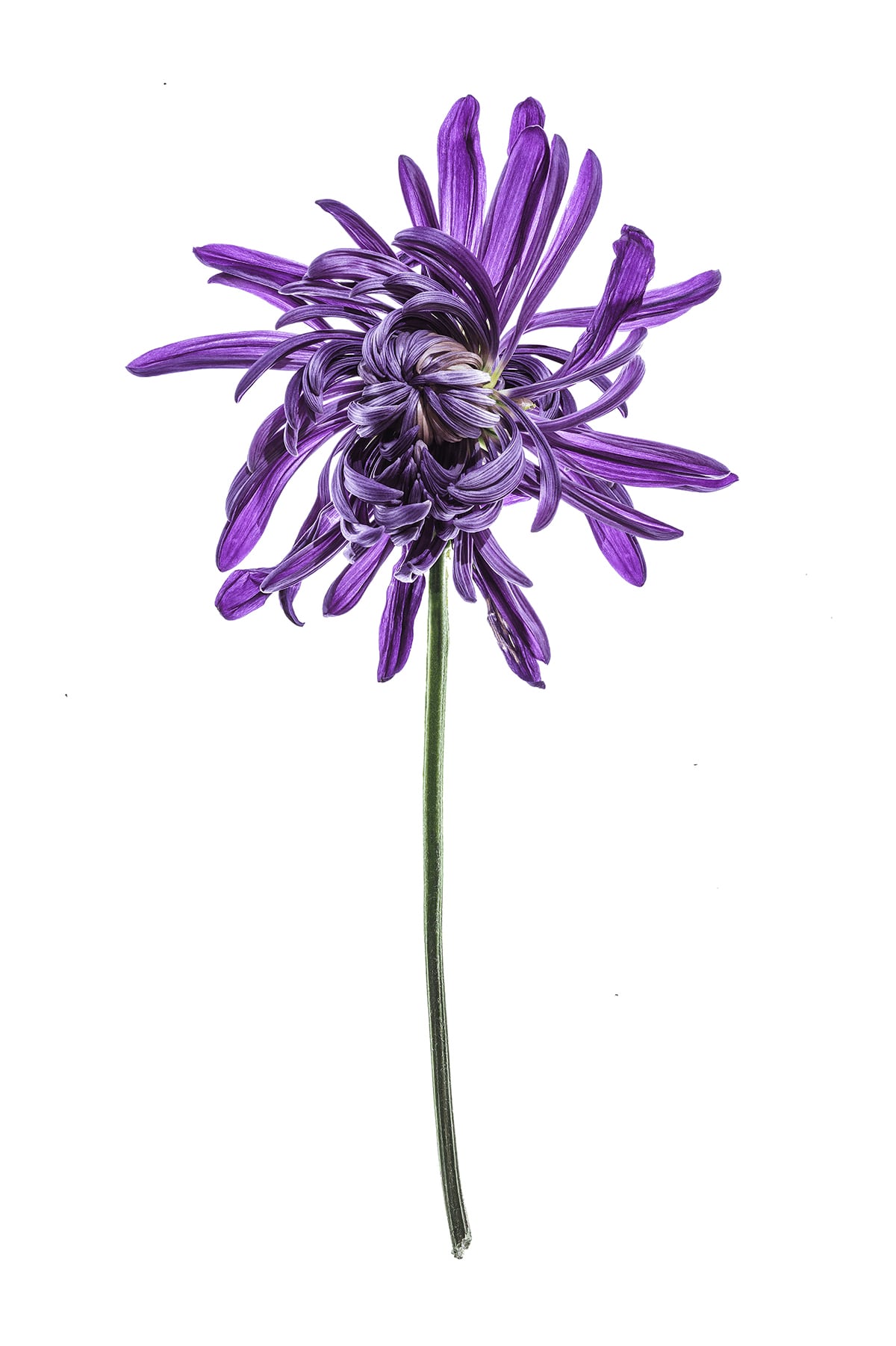 Portfolio Image