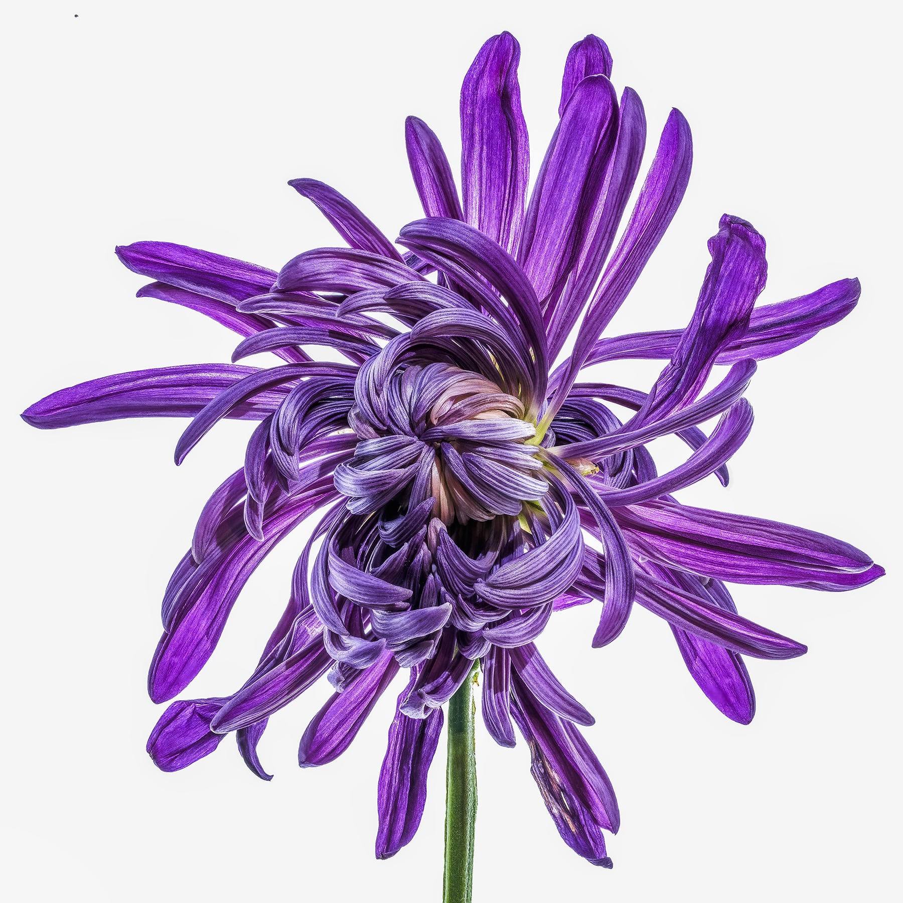 Portfolio Image