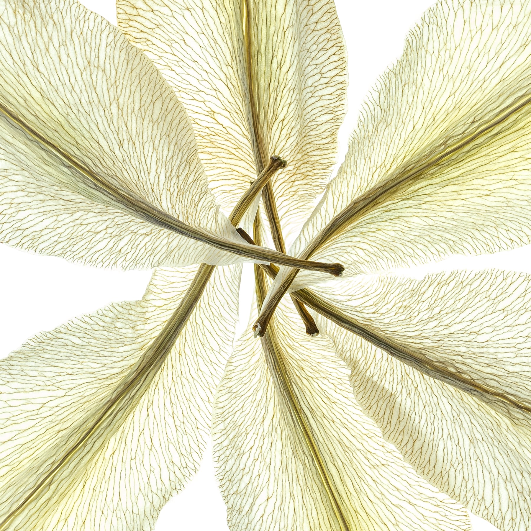Portfolio Image