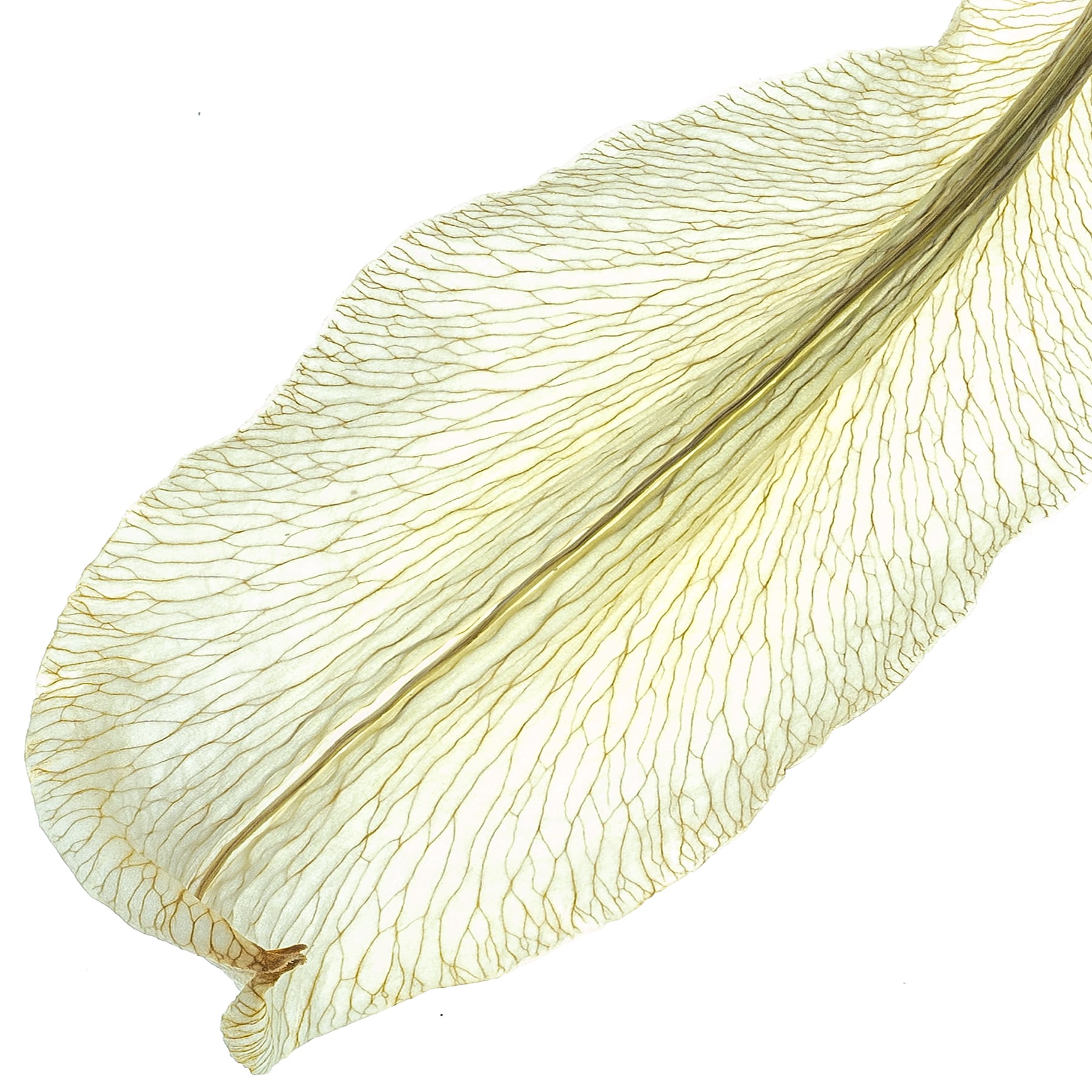 Portfolio Image