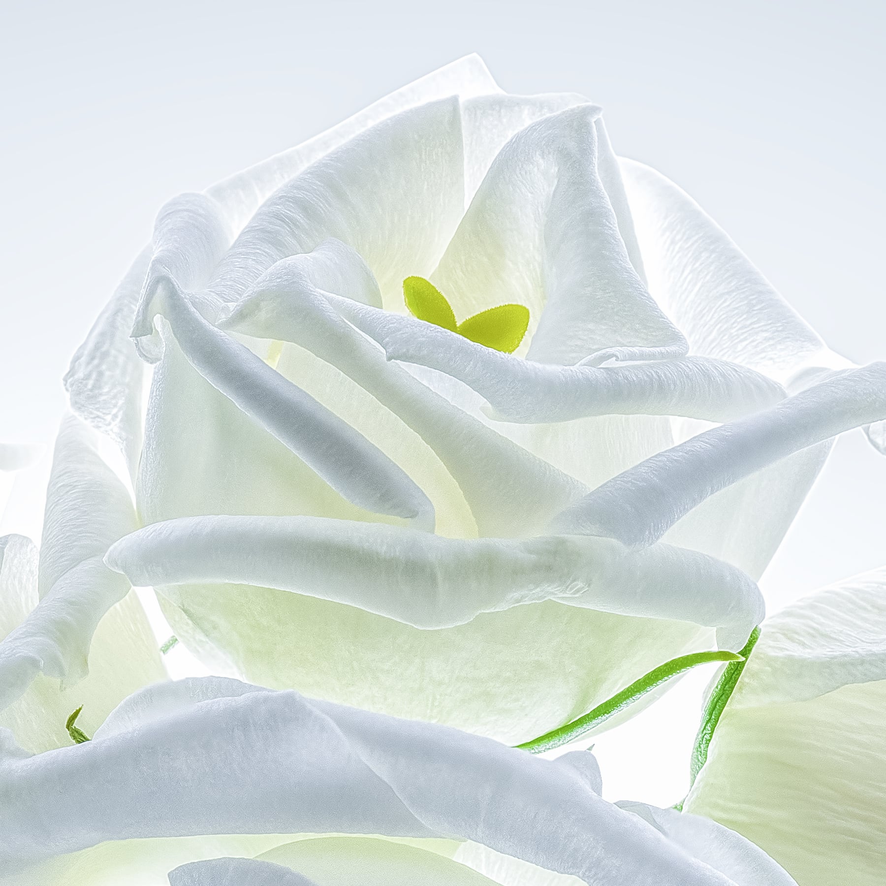 Portfolio Image
