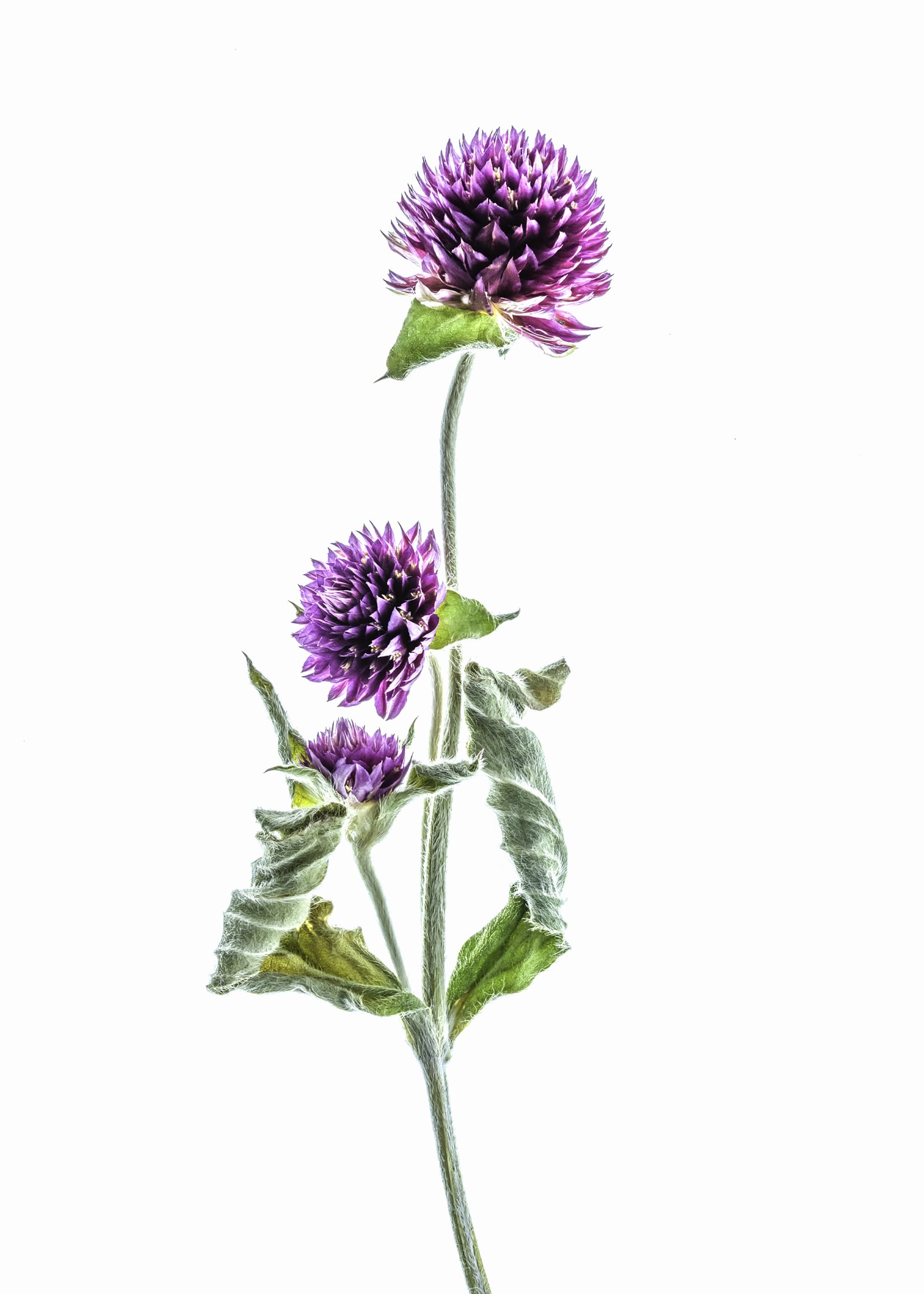 Portfolio Image