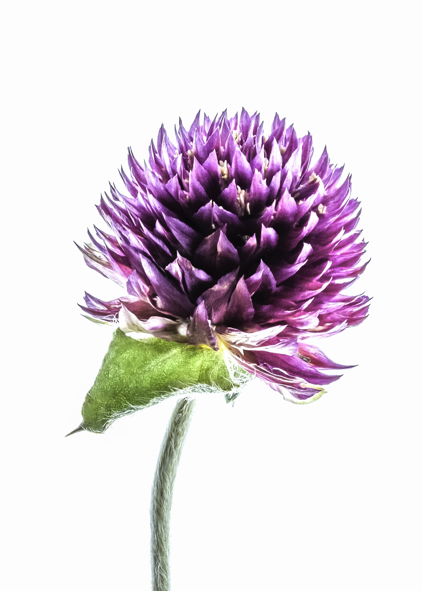 Portfolio Image
