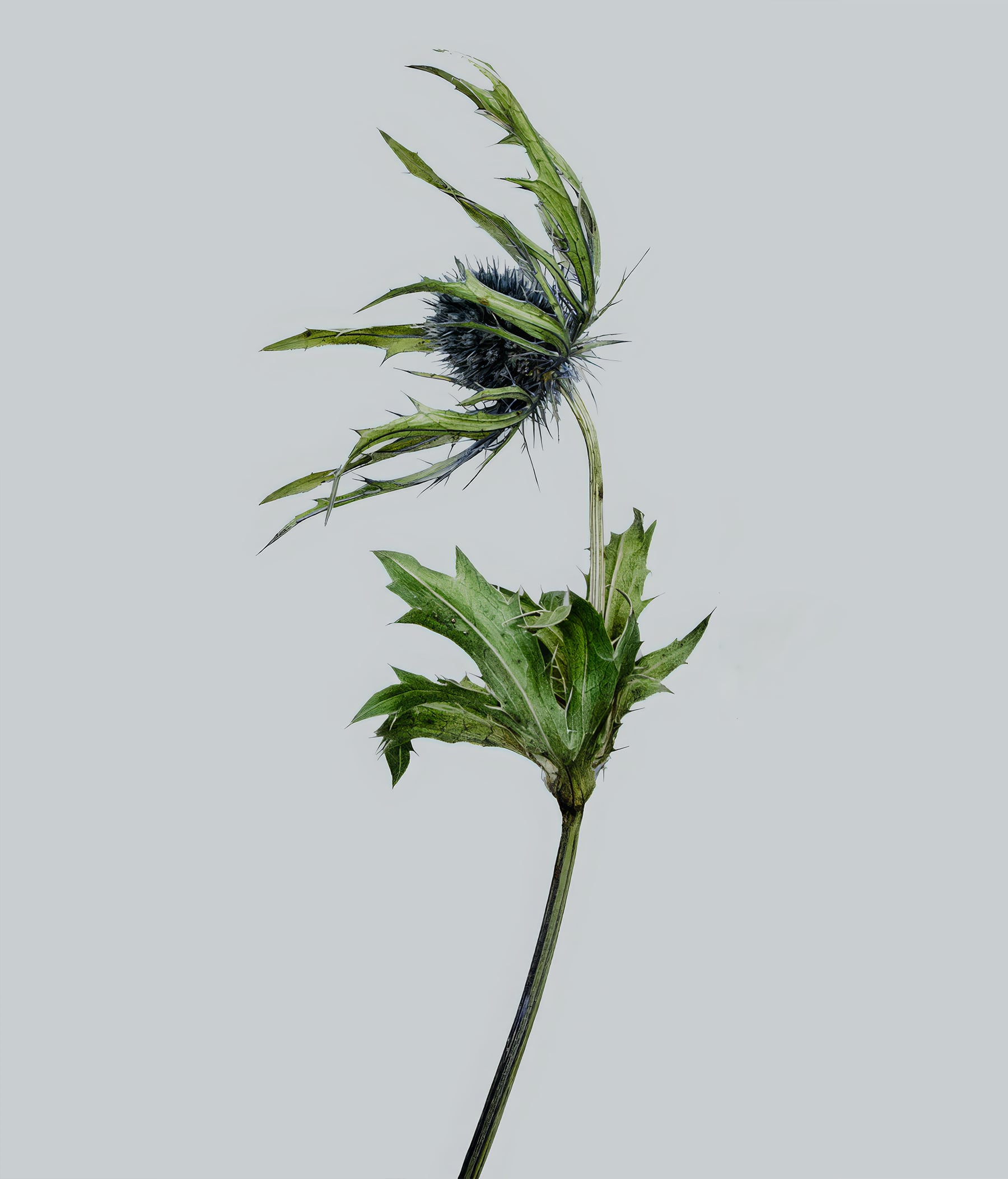 Portfolio Image