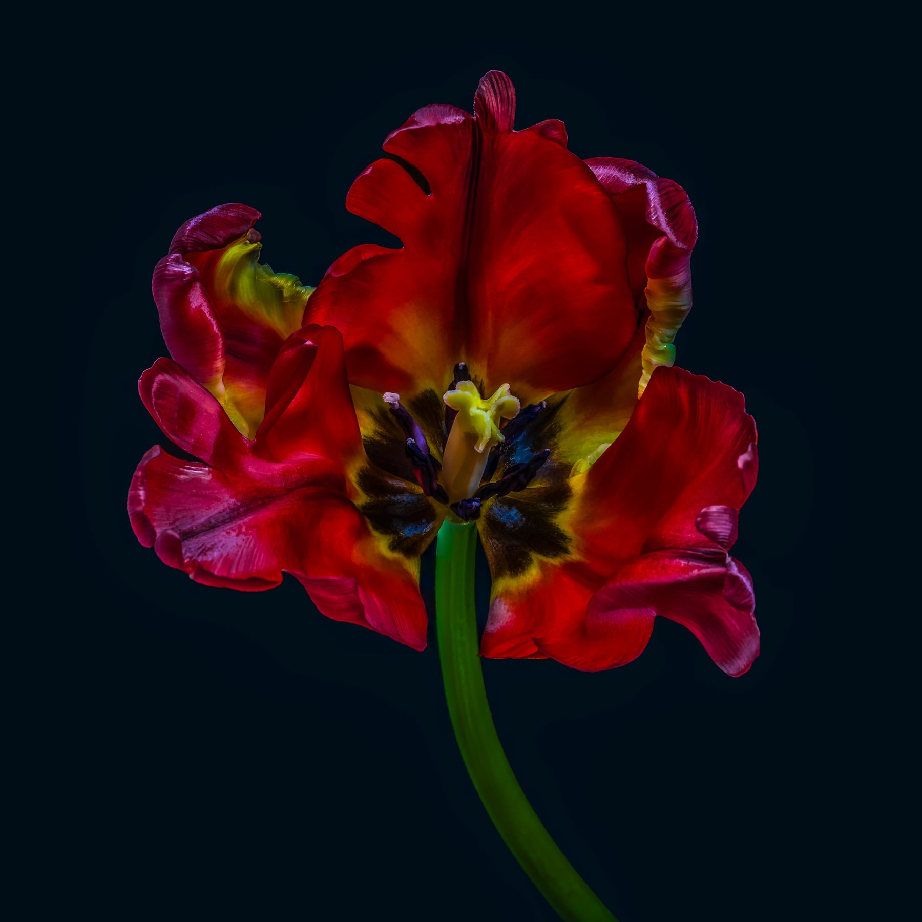 Portfolio Image
