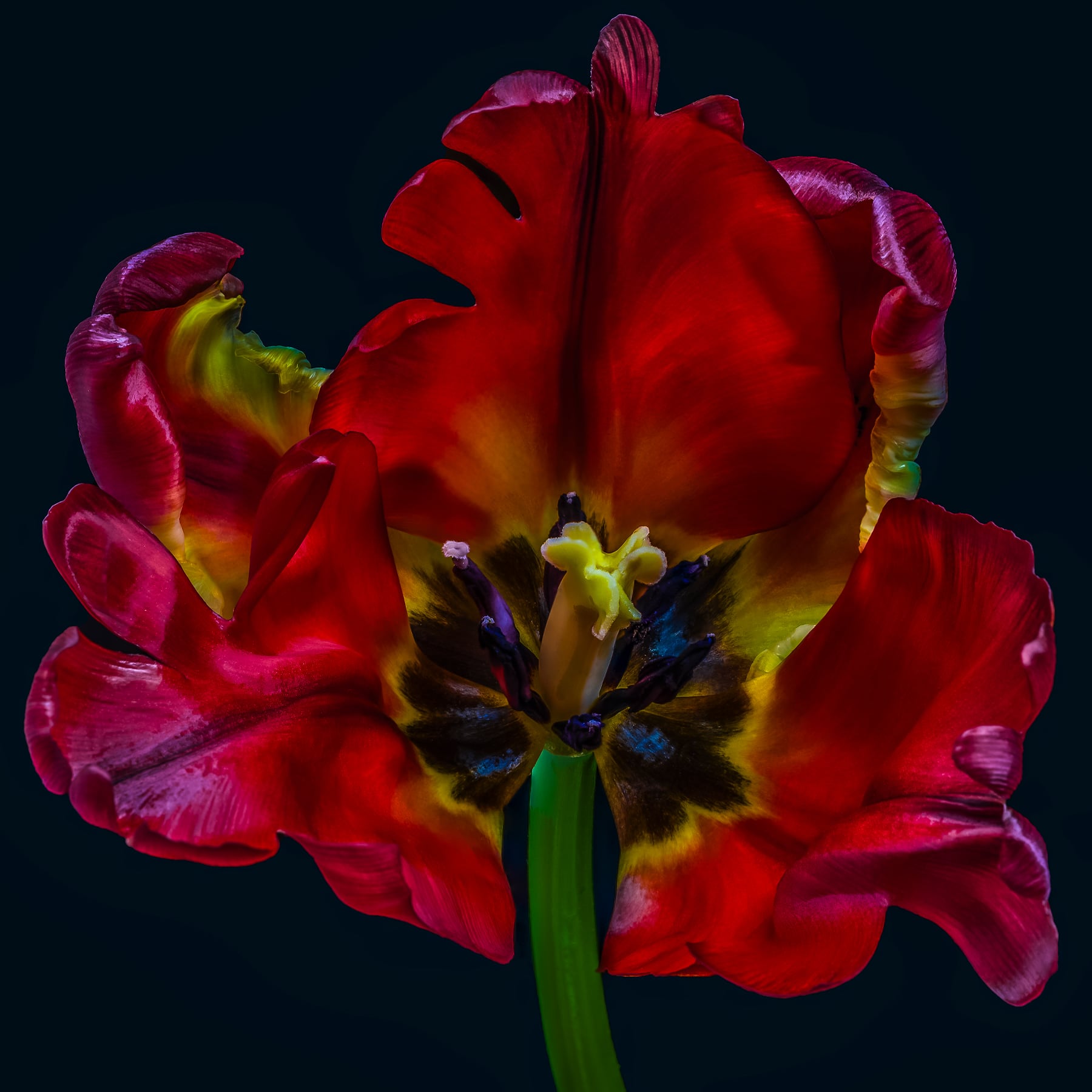 Portfolio Image