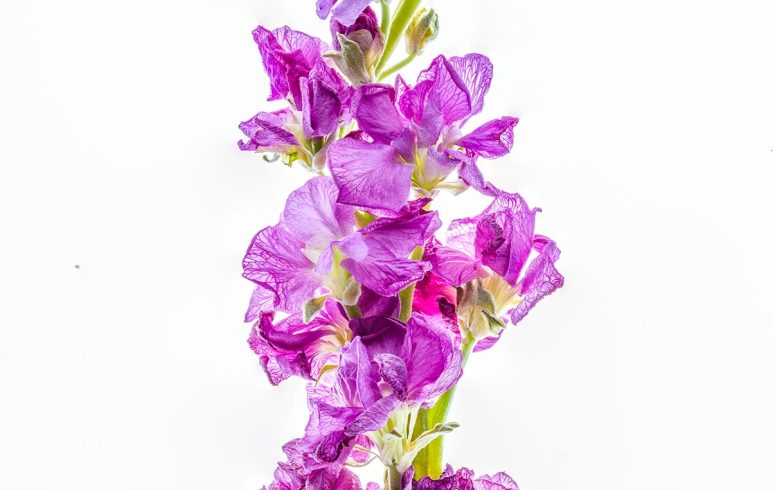 11 March 2025