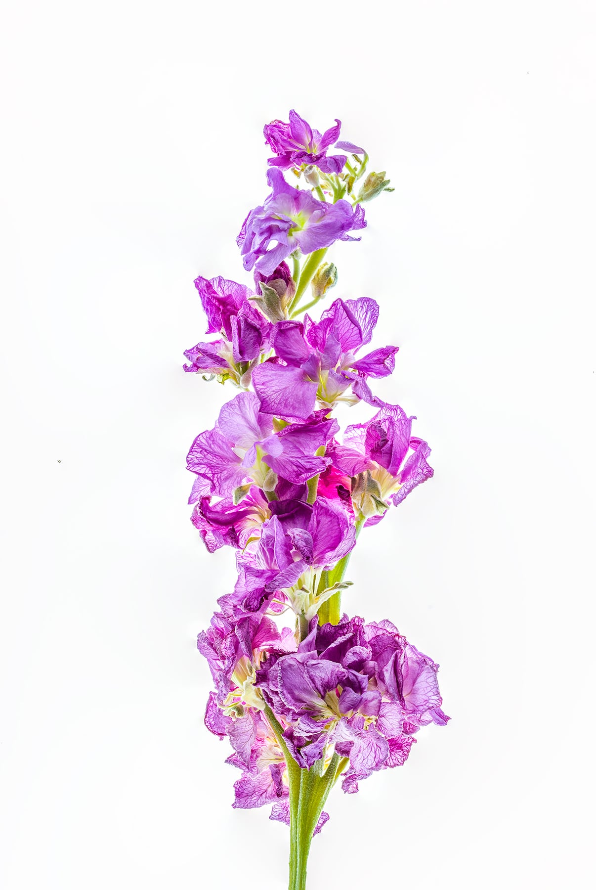Portfolio Image