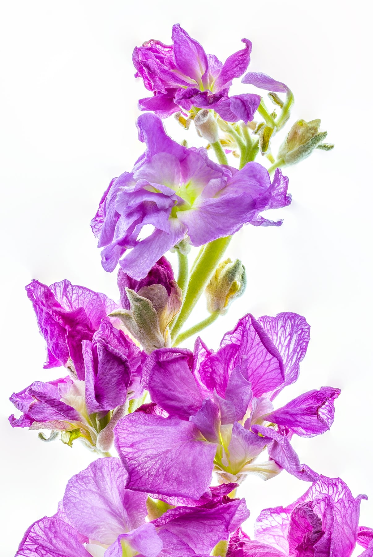 Portfolio Image